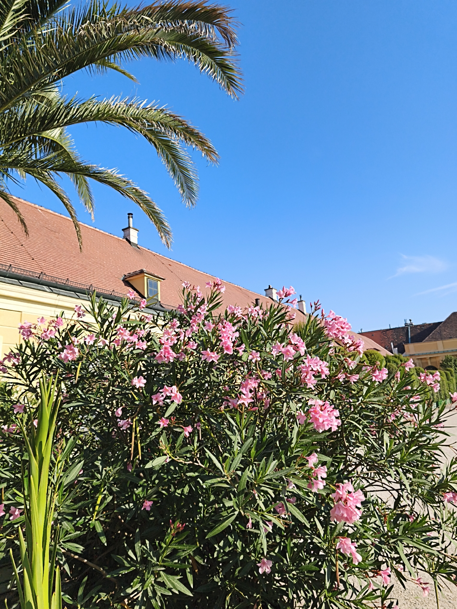In the foreground, a dense bush of oleander with numerous pink flowers and dark green, lance-shaped leaves is prominently displayed. To the left of the oleander, a tall, upright green plant with long, sword-like leaves is visible. Overhead, a portion of a palm frond curves from the upper left corner into the frame against a clear, vibrant blue sky. In the background, a long, pale yellow building with a reddish-orange tiled roof stretches across the image. A small, dormer window with a yellow frame is set into the roof. Chimneys protrude from the roofline. Further in the background, more of the building is visible, along with glimpses of other structures with similar tiled roofs and a manicured green hedge. The scene appears to be an outdoor setting, likely a garden or courtyard within a historical complex. This image was taken in Schönbrunn Palace Gardens in Vienna, Austria, a UNESCO World Heritage site known for its imperial history and extensive baroque gardens.