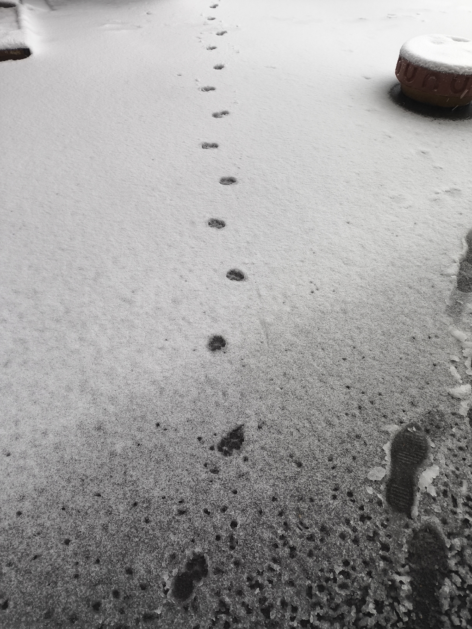 The image shows a surface covered with varying amounts of snow, transitioning from a thin layer at the bottom to a thicker layer at the top. A single line of animal paw prints travels from the top of the image towards the bottom. At the lower right, a larger human footprint is visible. In the upper right corner, there is a terracotta-colored object covered with snow. The image's composition and subject matter indicate the location is likely in an outdoor area that has recently experienced snowfall. The city of Khimki, Russia, cannot be definitively confirmed or ruled out.