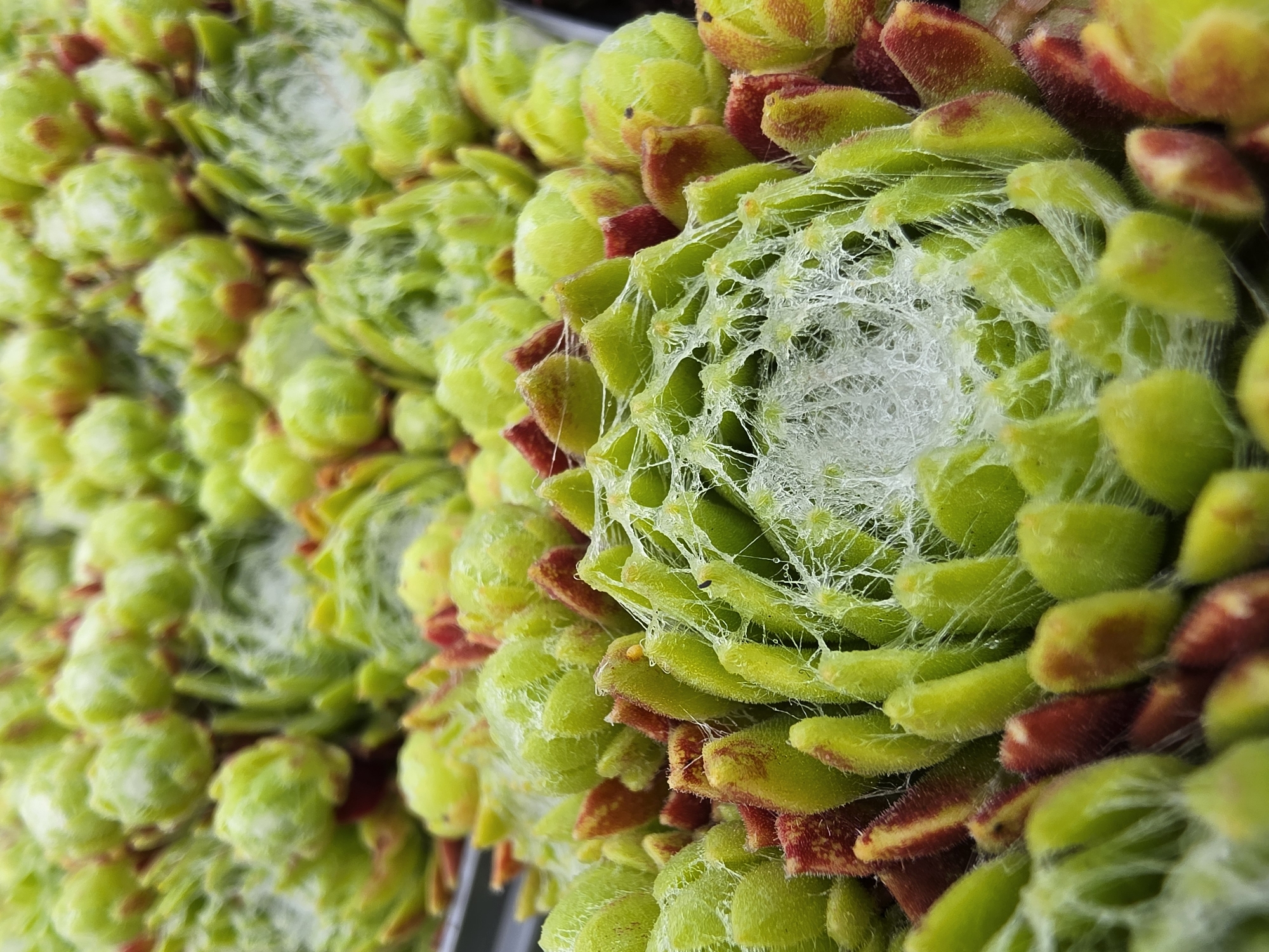 The image is a close-up of several succulent plants arranged closely together. Each plant appears to be a hen-and-chicks variety (Sempervivum arachnoideum), characterized by a rosette shape with fleshy, green leaves tipped with reddish-brown coloration. The leaves are covered in fine, white, cobweb-like threads, which are characteristic of this particular species. The plants are positioned side-by-side in what seems like a dense arrangement. The background is blurry but suggests the presence of other plants. The image location is Mlčechvosty, Czechia.