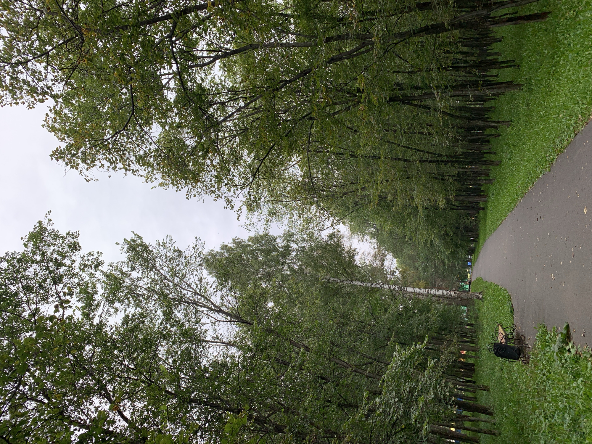 A paved pathway curves through a park lined with dense green trees on both sides. The sky is overcast and gray. On the left side of the path, near the foreground, sits a black and tan park bench with ornate metalwork on its base. A single white birch tree stands out among the other trees on the right side of the path, further down. In the distance, a few blurred figures can be seen walking along the pathway. The ground beside the pathway is covered in lush green grass.