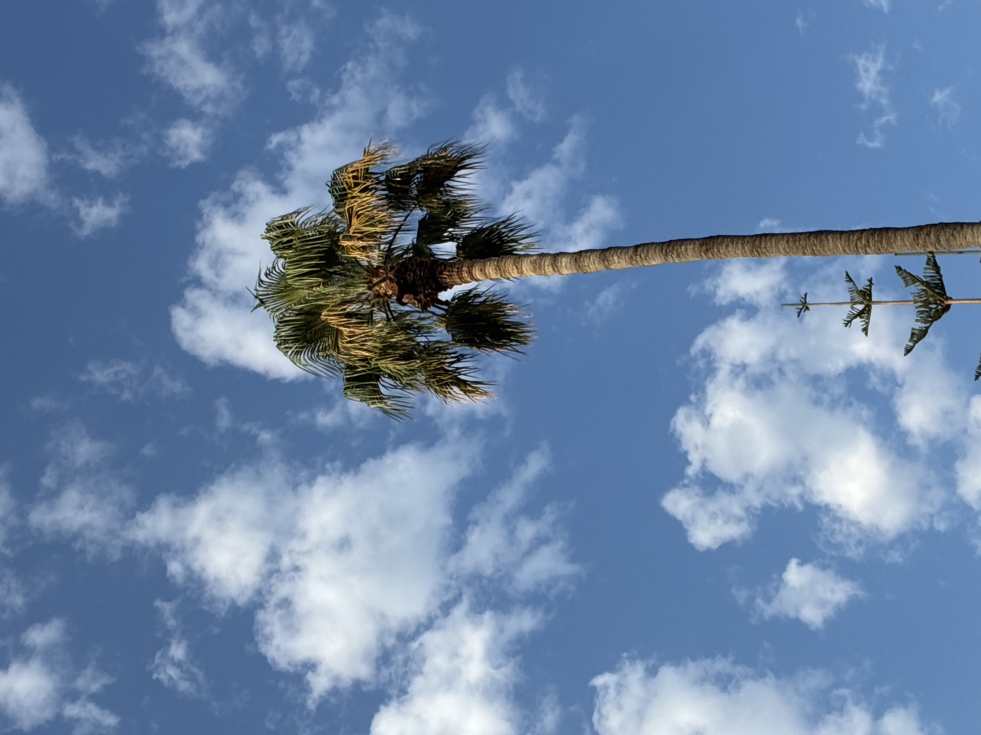 A tall palm tree stands against a bright blue sky filled with scattered white clouds. The tree's trunk is rough and textured, and its fronds are a mix of green and yellow, suggesting it is healthy but with some older leaves. In the lower left portion of the image, a smaller, more geometric-shaped tree with spiky branches is partially visible. The scene appears to be outdoors, likely in a sunny climate, potentially Alanya, Turkey, known for its palm trees and coastal environment. There are no people or animals visible in the frame.