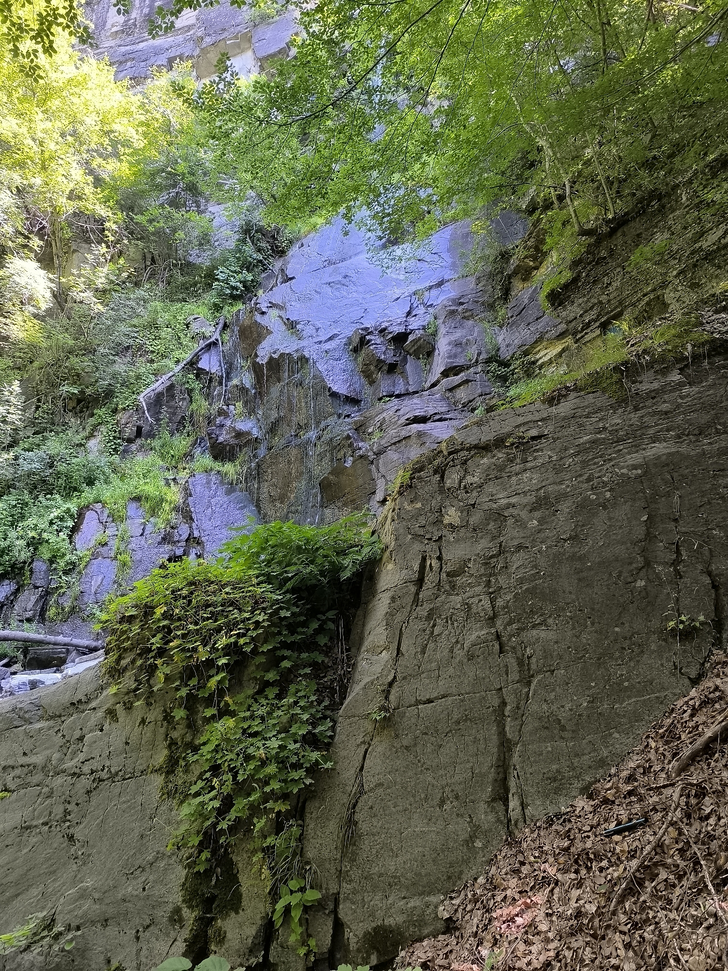 The image depicts a natural scene featuring a rocky cliff face with a thin waterfall cascading down its surface. Lush green vegetation, including vines and moss, grows on and around the rocks. The environment appears to be a natural gorge or canyon, with sunlight filtering through the foliage from above, creating dappled lighting. There are no people or animals visible in the image. The scene is likely located in a rural or natural area, not within the urban fabric of a city, and therefore, it is not possible to specify a location within the city of Kovachevitsa, Bulgaria.