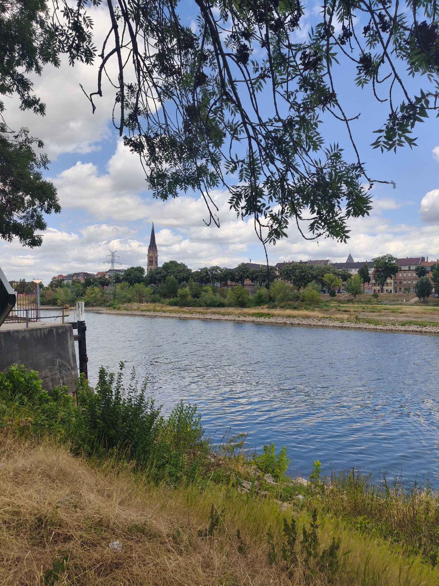 This is a medium shot, eye-level, color photograph of a wide, calm river flowing through a city. The foreground is dominated by dry, tall grass on the left bank, with some green bushes growing closer to the water. On the left side of the image, a concrete structure, possibly part of a dock or embankment, rises from the water. The middle ground features the river, reflecting the blue sky and white clouds. The right bank is lined with a strip of gravel and then a line of trees. Beyond the trees, a city skyline is visible, with a prominent church steeple featuring a clock face dominating the view. Buildings with tiled roofs and several windows are also visible. In the distance, a large electricity pylon stands out against the sky. The upper portion of the image is partially obscured by the branches and leaves of a tree, creating a natural frame. The sky is partly cloudy with scattered white cumulus clouds against a bright blue background. The overall scene depicts a sunny day in an urban environment with a significant body of water.