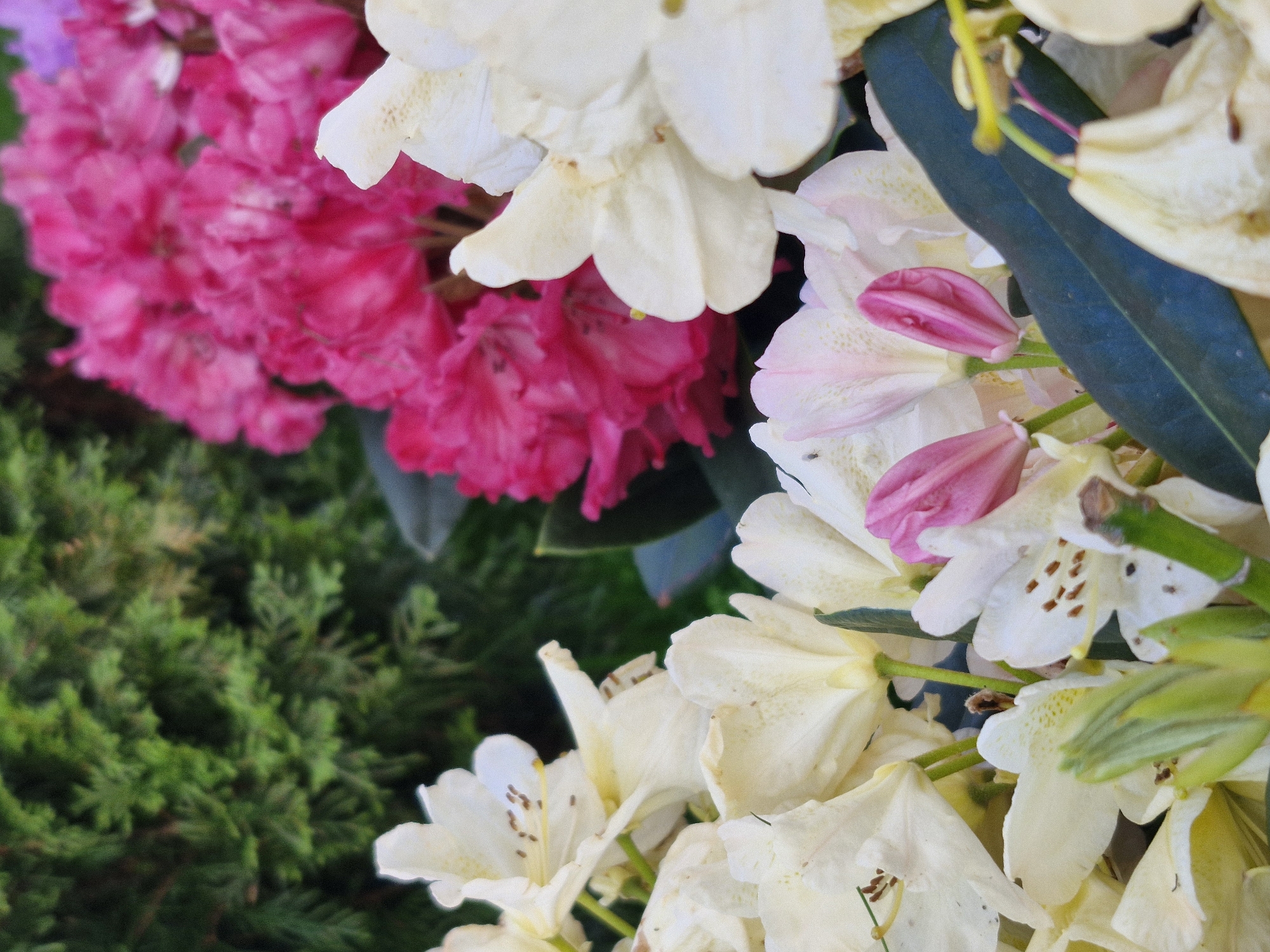 A close-up, slightly blurry, eye-level outdoor shot features a dense arrangement of flowering rhododendron bushes. In the foreground, creamy white blossoms with brown stamen are prominent, some appearing slightly wilted. To the left, a dark green evergreen shrub provides a backdrop. In the mid-ground, a cluster of bright magenta rhododendron flowers creates a vibrant contrast. A few buds, in shades of pink and white, are also visible. The lighting is natural and diffused, suggesting it is daytime. The scene appears to be in a garden or park setting. There are no people or animals visible.