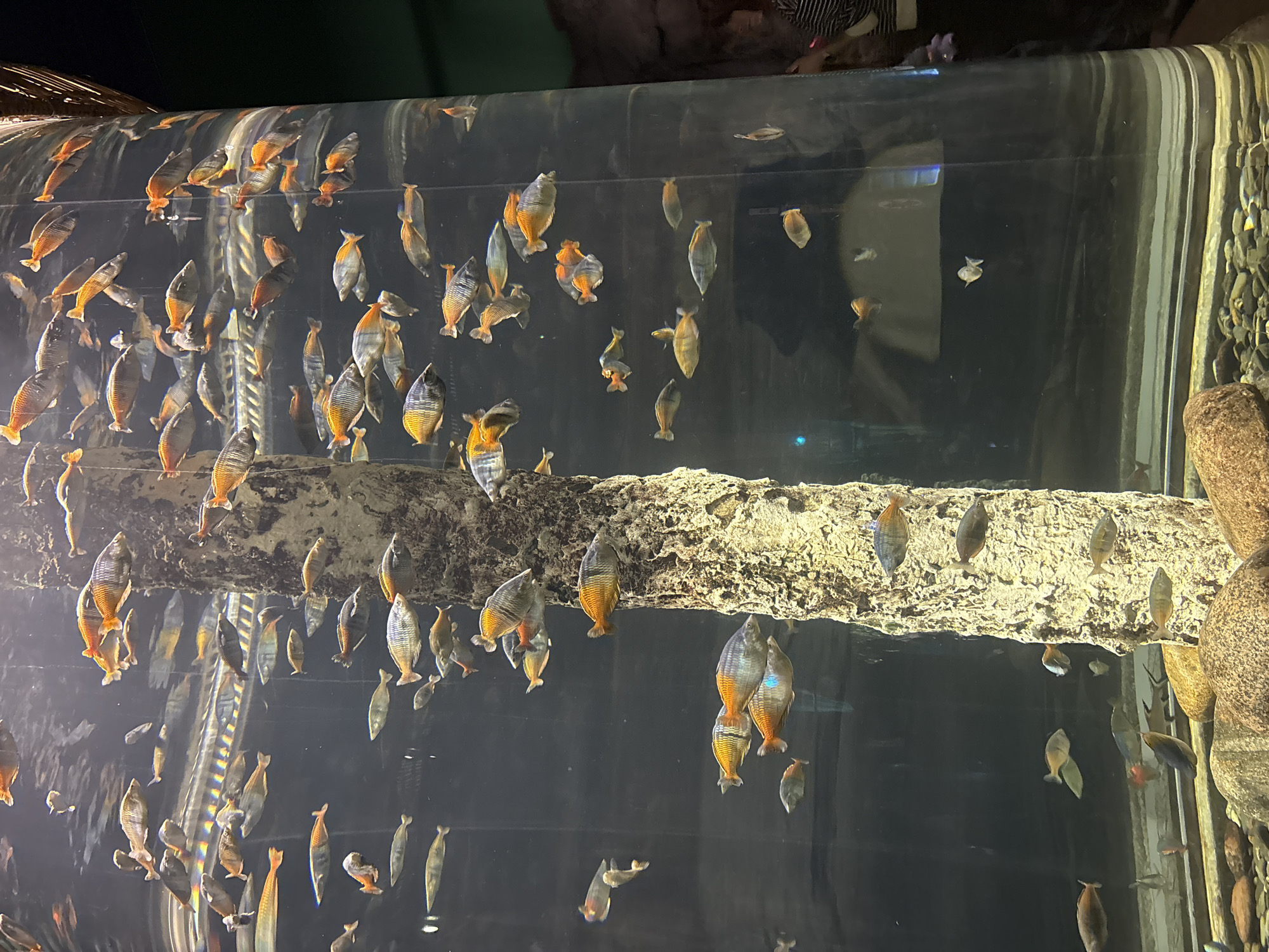 This image captures a vibrant display within a large aquarium, likely located in Saint Petersburg, Russia. The main subjects are numerous small to medium-sized fish, predominantly schooling. They exhibit striking iridescent colors, with prominent orange, yellow, and blue hues on their bodies and fins, suggesting they might be a type of rainbowfish or similar species. Many of the fish are oriented vertically in the frame, but naturally would be swimming horizontally within the tank, navigating around its features.
The setting is a well-lit, clear water environment. A prominent, rough-textured log or rock formation runs horizontally through the mid-section of the tank, providing a naturalistic element and likely an area for the fish to gather or shelter. To the far right, a textured wall resembling stacked rocks is visible. The thick glass or acrylic of the tank shows reflections from the surrounding environment.
In the upper right portion of the image, blurred figures of people can be seen observing the aquatic life from outside the tank. One person's striped clothing is discernible. Their presence indicates this is a public aquarium exhibit. The activity captured is the dynamic schooling and individual movement of the fish within their enclosed habitat, as they are being watched by visitors. The lighting suggests an indoor daytime setting. There is no visible text in the image.