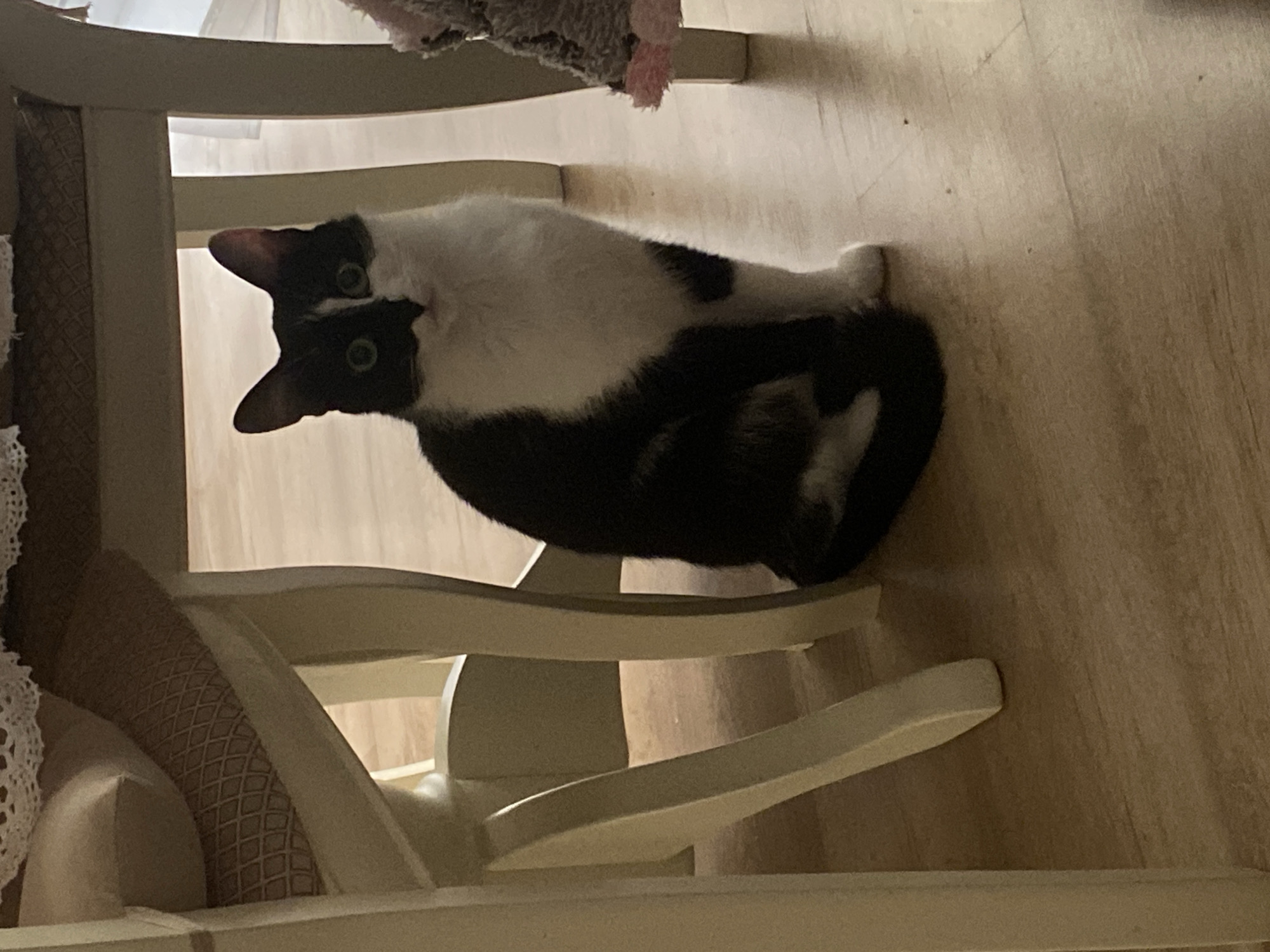 A black and white cat is sitting on a wooden floor. The cat is looking at the camera with green eyes. The cat is under a chair with white legs. The chair has a patterned cushion. There is a stuffed toy next to the cat. The floor is light brown and appears to be wood. The lighting in the image is dim, suggesting it may be indoors. The scene is likely a domestic environment in Yekaterinburg, Russia.