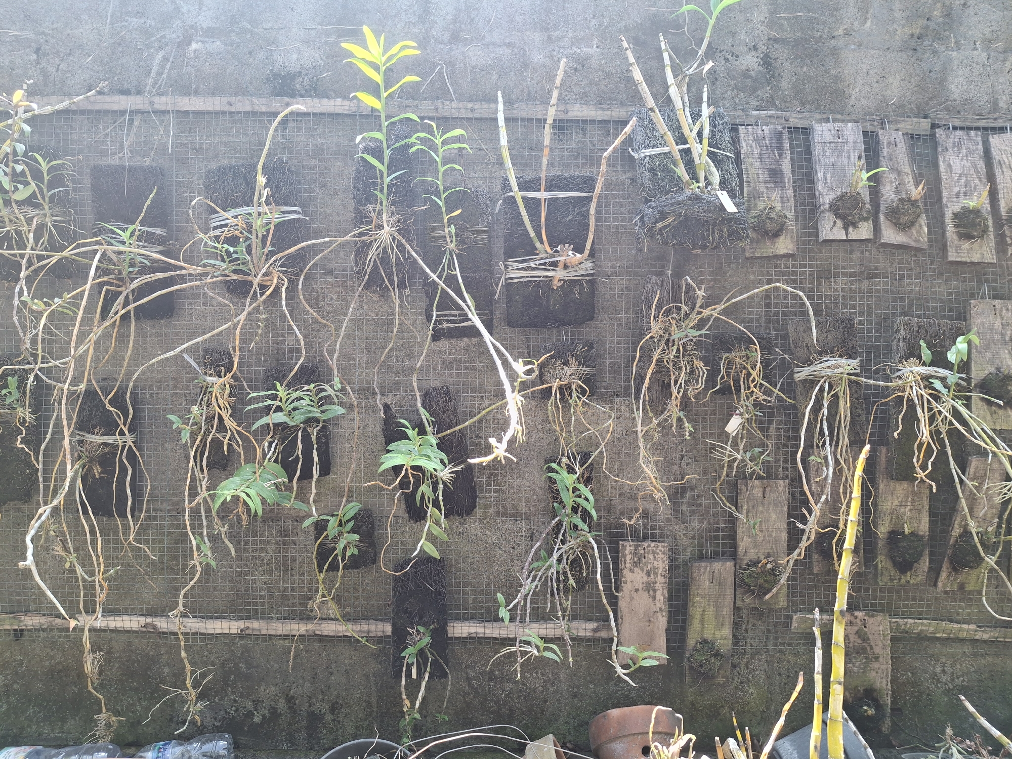 This is a medium-shot, eye-level, outdoor photograph of a wall where orchids are mounted on a wire mesh structure. The orchids have long, exposed roots that hang down. Some orchids are mounted in dark-colored material, possibly coco coir, and secured with twine. Others are attached to wooden planks of various sizes, also with the dark material. The wall behind the orchids is a rough, gray concrete surface. The scene appears to be in a humid, tropical environment, consistent with a location in Lumajang, Indonesia. In the foreground, the bottom edge of the image shows the tips of plastic bottles and a terracotta pot, suggesting a horticultural setting. The lighting is somewhat diffused, with a slight overexposure at the top left, indicating it might be daytime with ambient light.