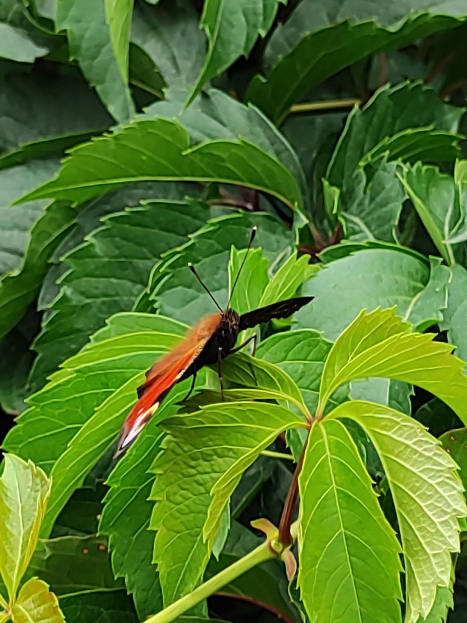 A close-up, eye-level shot captures a Peacock butterfly perched on a vibrant green leaf. The butterfly, with its wings partially spread, displays striking reddish-brown and black patterns, accented by iridescent blue and yellow markings. Its slender antennae are clearly visible, pointing upwards. The background is a dense tapestry of lush green foliage, creating a naturalistic setting that suggests an outdoor environment. The lighting appears to be natural daylight, illuminating the butterfly and the surrounding leaves. The image's composition focuses on the intricate details of the butterfly and the textures of the leaves. The scene does not depict any elements that would specifically place it within Almaty, Kazakhstan, or any other identifiable urban location.