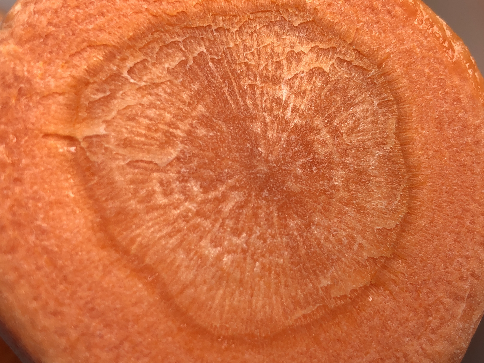A close-up, macro photograph displays the cross-section of an orange root vegetable, specifically a carrot. The surface exhibits a predominant vibrant orange hue with variations in saturation and tone. A distinct circular inner core, lighter in color and appearing more fibrous or vascular, is centrally located. This core displays fine radial striations emanating outwards. An outer ring, or cortex, surrounds the inner core, characterized by a slightly darker, denser, and more granular texture. The boundary between the core and the cortex is irregular and somewhat textured, with areas suggesting slight dehydration or fine cellular detail. The overall surface texture is rough, with minute irregularities and subtle relief, consistent with a freshly cut, raw vegetable. There are no people, objects other than the carrot, or discernible actions. The immediate environment is not visible, making the location indeterminate.
