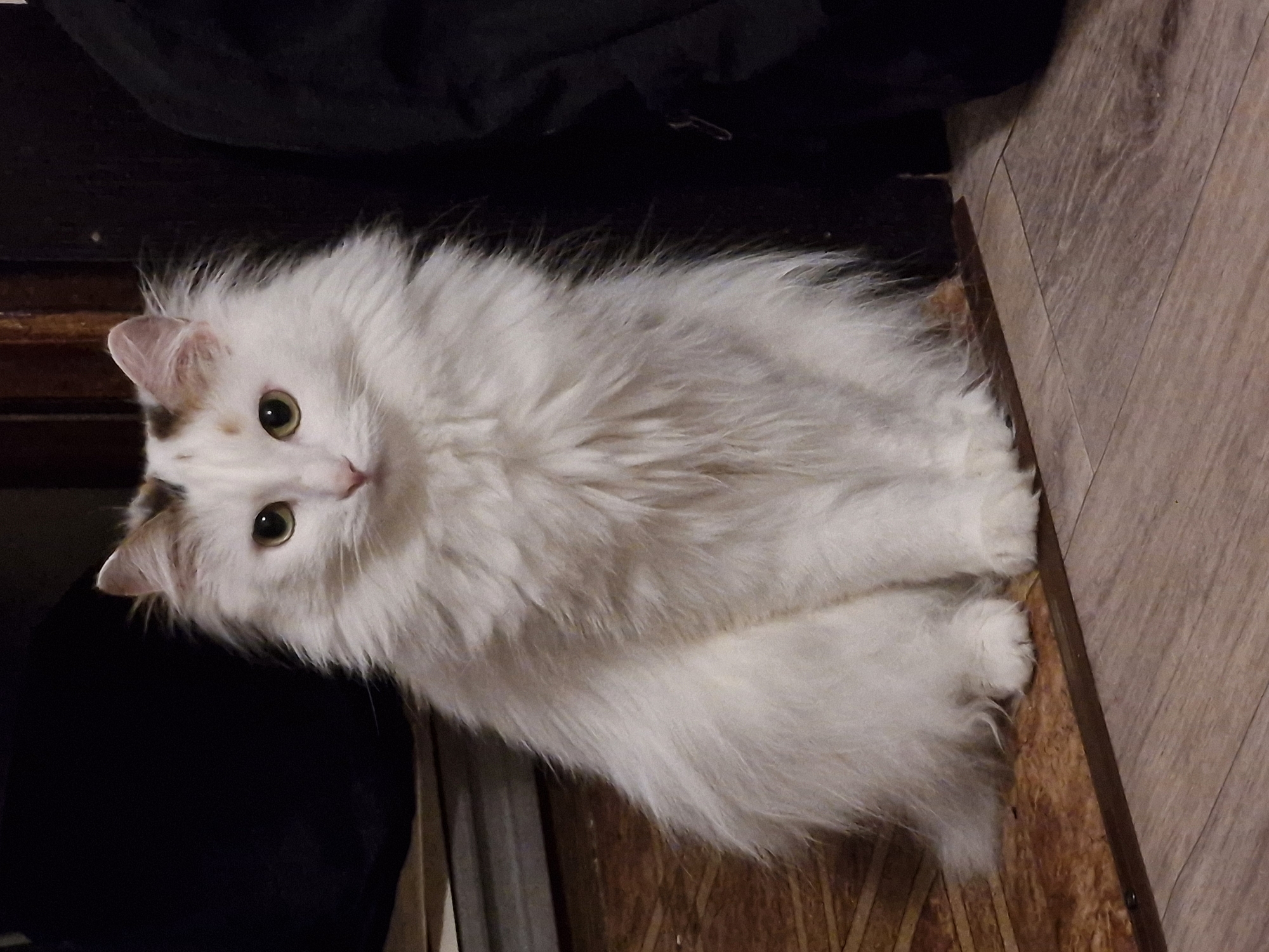 A medium shot, taken at an angle, displays a fluffy, mostly-white cat with amber eyes, positioned near a dark, possibly black, material in the upper left corner and a wooden floor in the lower right corner. The cat is looking directly into the camera. The setting appears to be indoors, near a doorway. There is no indication of the location being in Yekaterinburg, Russia.