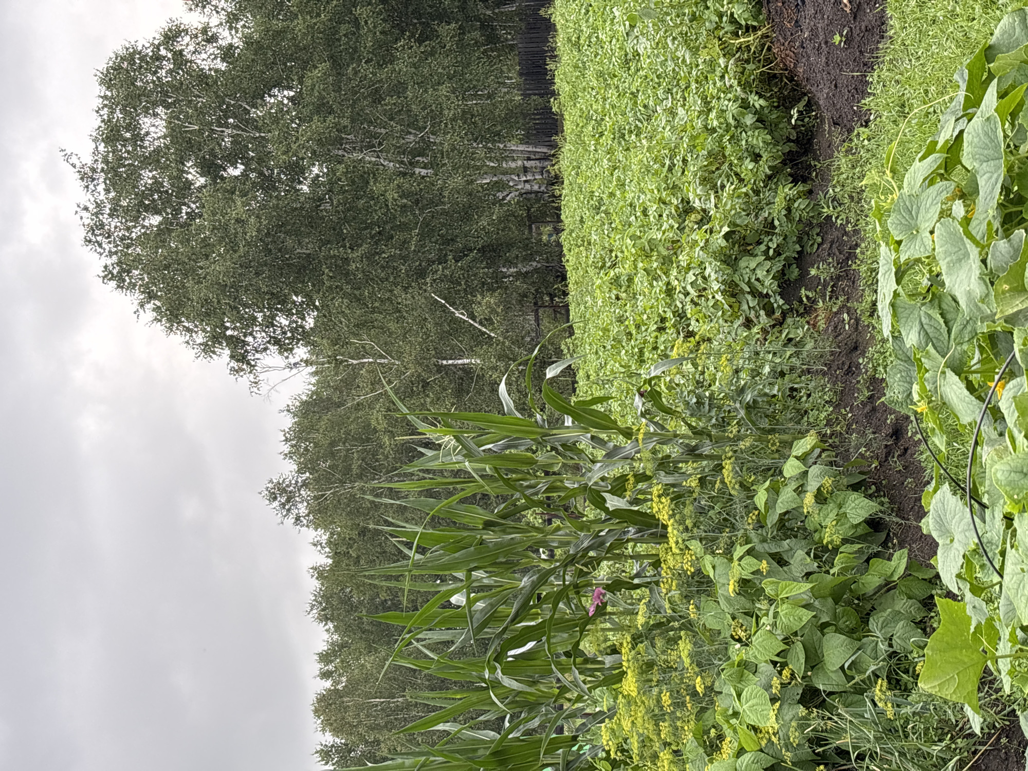 This is a medium-shot, eye-level, vertical photograph of a vegetable garden. In the foreground, on the left, are tall stalks of corn, with dense green leaves and tassels visible. To the right of the corn, and partially in front of it, is a patch of low-growing plants with small yellow flowers, possibly dill or a similar herb. Further back and to the right, a large field of green plants, likely potatoes, stretches towards the background. Behind the field, a dense line of trees forms a natural border, with birch trees, identifiable by their white bark, interspersed with other deciduous trees. A dark wooden fence runs along the edge of the garden, behind the potato field and in front of the treeline. The sky is overcast with a pale gray, diffused light. The overall scene depicts a rural or suburban garden setting in the city of Gonja, Russia. No people are visible in the image.