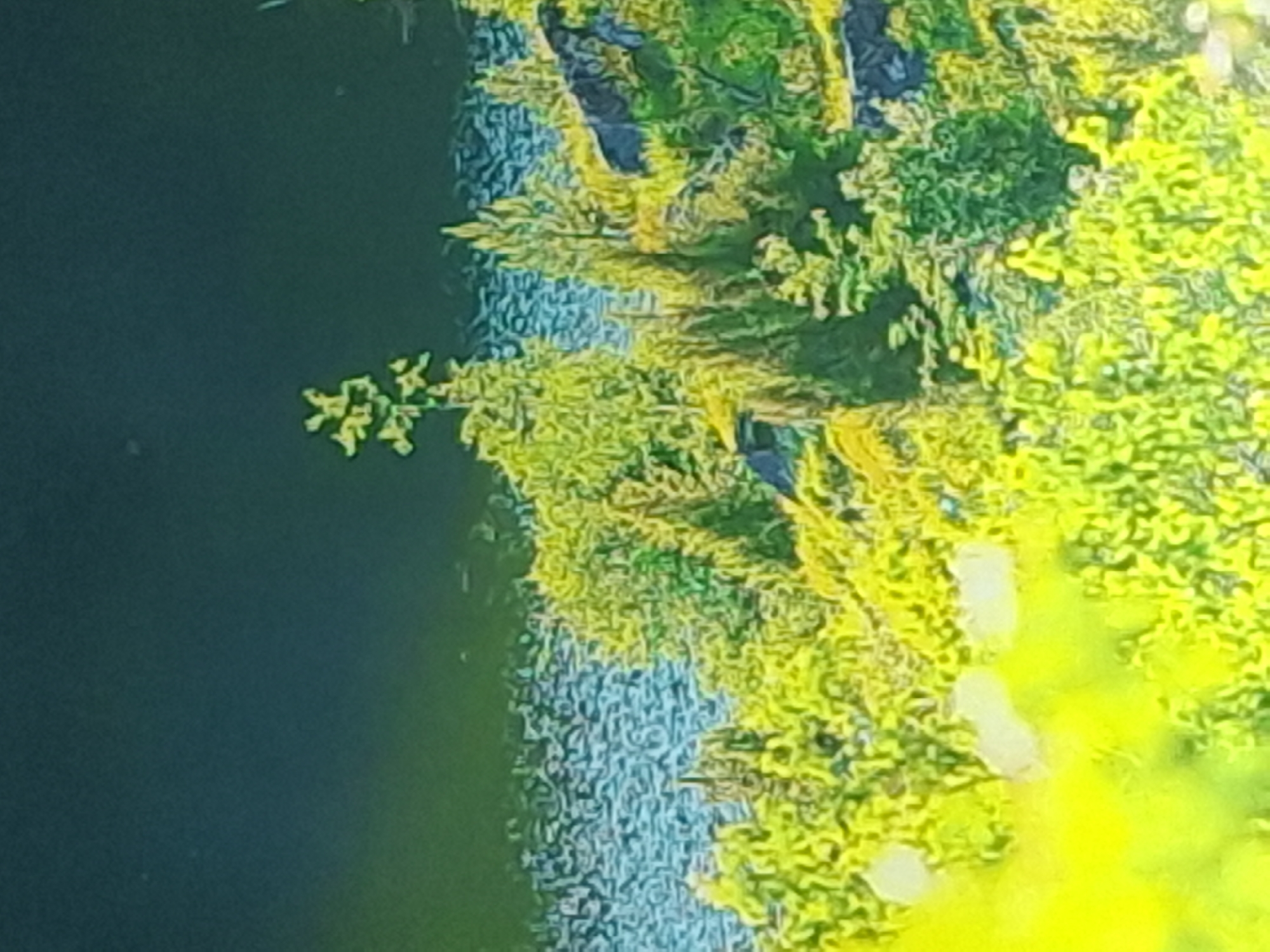 This media file is a close-up, abstract depiction of foliage and water. The primary subjects are the vibrant green and yellow textures of what appears to be lush vegetation, possibly trees or bushes, with some areas exhibiting a lighter, almost luminous yellow. These form a dense mass on the right side of the image. Adjacent to this foliage, on the left, is a body of water rendered in dark blues and greens, with a textured, rippled surface that suggests movement. The overall impression is one of nature's richness and complexity, with the interaction between the solid forms of the plants and the fluid nature of the water creating a dynamic visual. There are no people or identifiable objects visible. The lighting appears to be bright, illuminating the foliage and creating highlights, suggesting it could be daytime. The image's composition and abstract quality make it difficult to determine a specific location or discern any narrative of activity or emotion. There is no visible text within the image.
