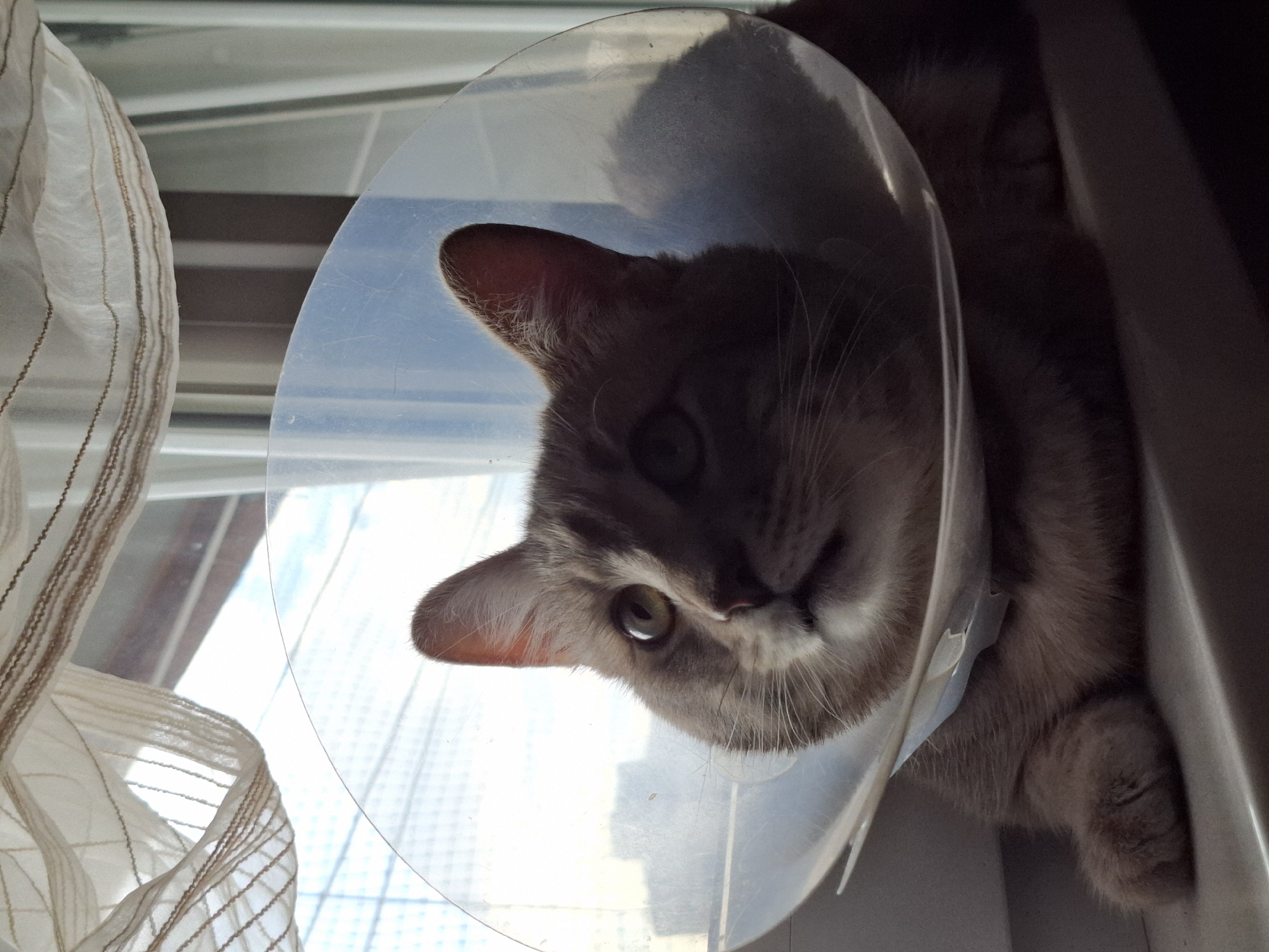 A gray cat wearing a clear plastic Elizabethan collar is lying on a windowsill, next to a window. The windowsill and window frame are painted white. The cat's right paw is visible near the edge of the frame. A translucent white curtain with thin brown stripes hangs next to the window. The cat is looking towards the camera. The location is Novi Sad, Serbia, based on other available information about the image.