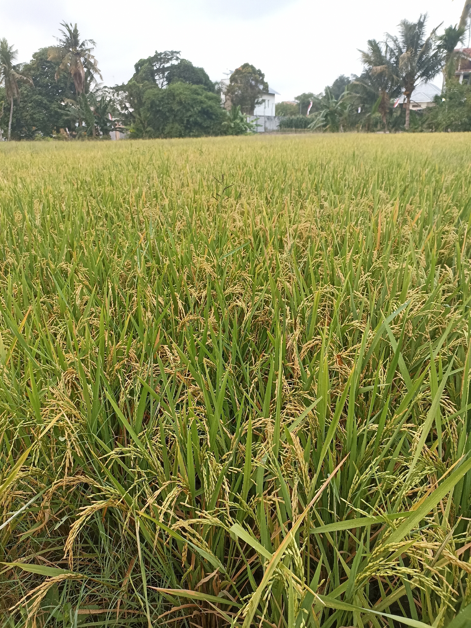 This is a photograph of a vast rice paddy field in Mojoagung, Indonesia. The foreground is dominated by lush, green rice stalks, some of which are beginning to turn golden, indicating they are nearing harvest. In the middle ground, the field stretches out, with the green of the plants giving way to more yellow hues as they recede into the distance. The background features a line of trees, including palm trees, and glimpses of houses, suggesting a rural or semi-rural setting within the city. The sky is overcast, casting a soft, diffused light over the scene. There are no people or animals visible in the image. The overall impression is one of agricultural abundance and the natural beauty of the Indonesian landscape.