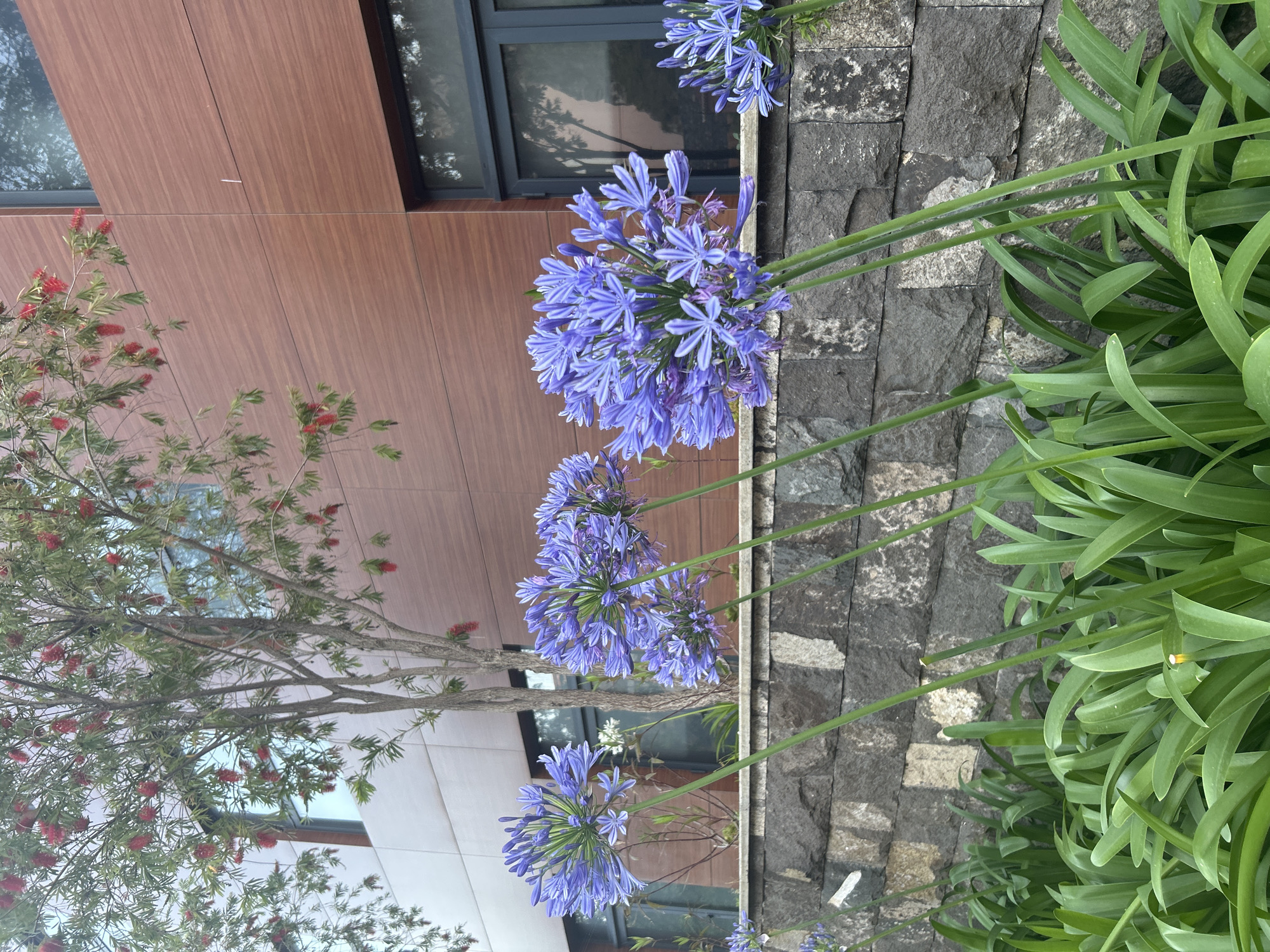 The image depicts a building exterior in Câmara de Lobos, Portugal. The building features modern architecture with wooden-panel siding and dark-framed windows. Adjacent to the building is a retaining wall constructed from dark, stacked stones. Several clumps of Agapanthus (African Lily) flowers in shades of blue and purple are in bloom along the wall. To the left, a Callistemon (Bottlebrush) tree with red, brush-like flowers is visible, partially obscuring the building behind. Lush green foliage is abundant on the right side of the frame.