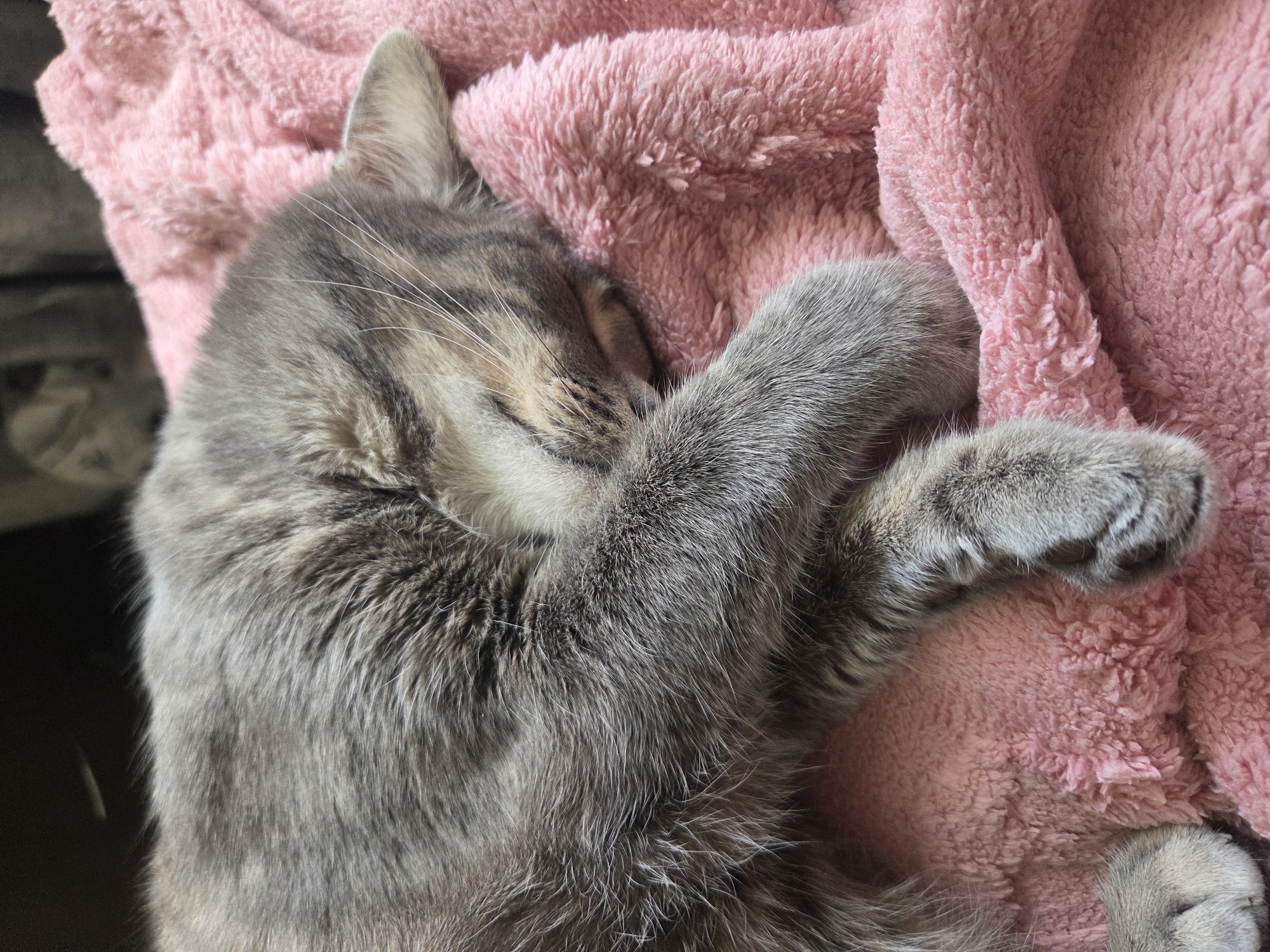 A gray tabby cat is sleeping on a pink fuzzy blanket. The cat is curled up on its side, with its head tucked in and one paw covering its face. The blanket is draped over a dark surface, possibly a piece of furniture. The lighting is soft, suggesting an indoor setting.