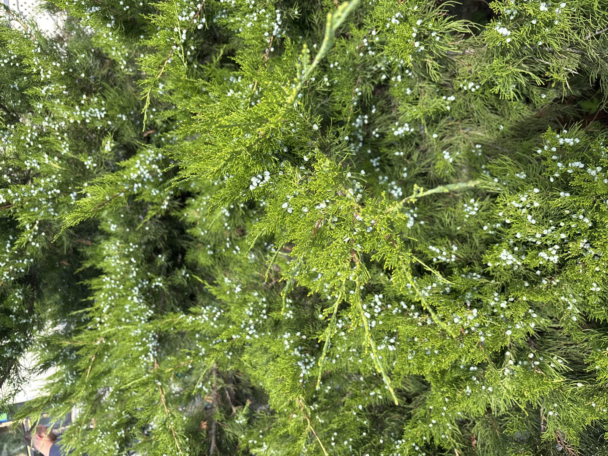 The image is a close-up, overhead shot of a dense evergreen shrub, likely a juniper, bearing numerous small, pale blue to white berries. The foliage is a vibrant green, with feathery, needle-like leaves. The berries are scattered throughout the branches, some appearing singly and others in small clusters. The lighting suggests it is daytime, with sunlight filtering through the leaves, creating some highlights and shadows. The background is a blur of green foliage, indicating the image focuses solely on the plant. There are no discernible people or specific landmarks visible within the frame, making it impossible to pinpoint a location in Gorki-2, Russia based solely on the visual information. The scene is static and depicts a natural element.