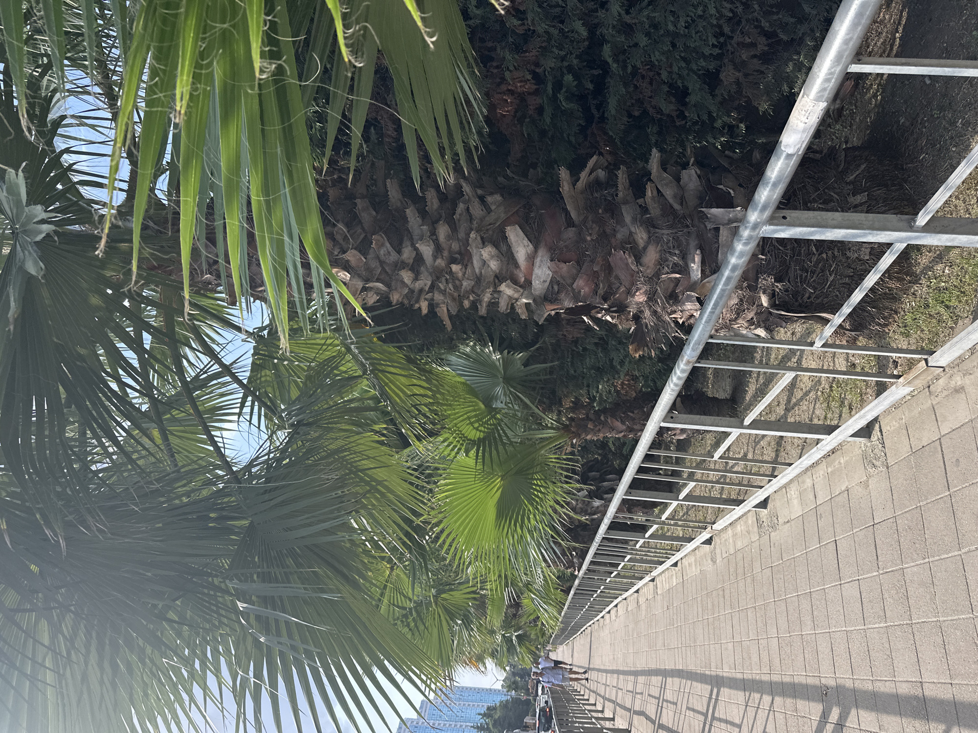 This image depicts a paved pedestrian walkway alongside a row of palm trees. A metal railing separates the walkway from the palm trees and the vegetation behind them. In the background, tall buildings and cars are visible, suggesting an urban environment. The lighting indicates it is daytime, with shadows cast by the trees and railing. One person is walking on the pathway in the distance. The scene appears to be located in Sochi, Russia, a city known for its subtropical climate and palm-lined streets.