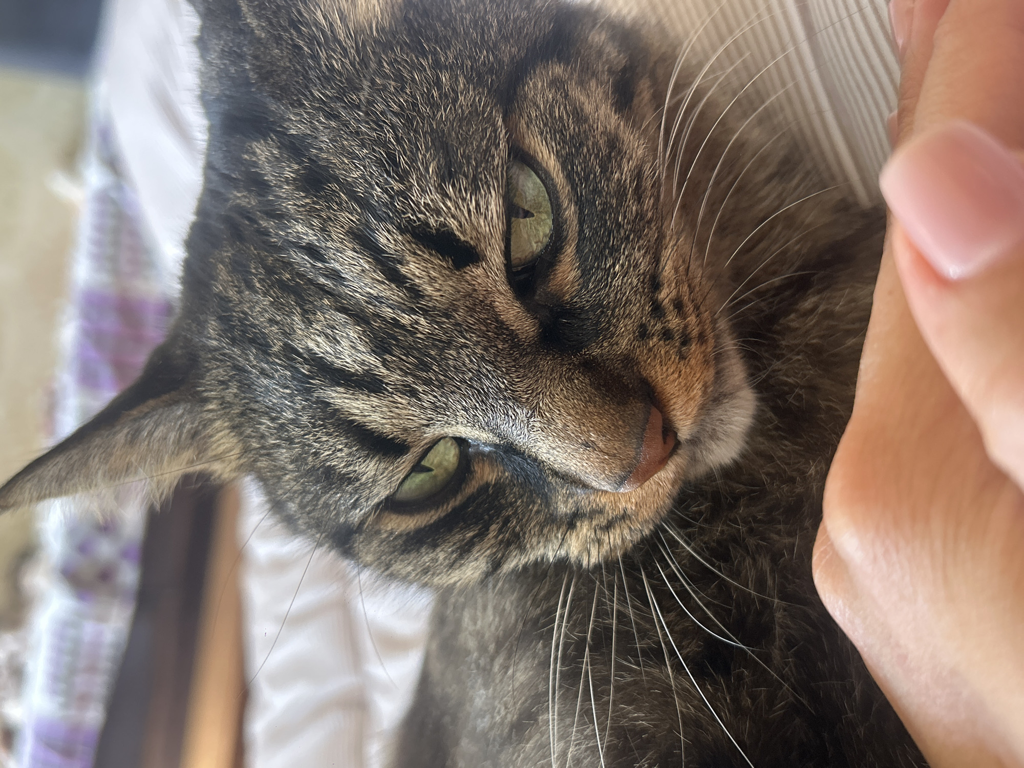 A close-up, head-on shot focuses on the face of a brown and black tabby cat with striking green eyes. The cat is lying on a bed with white and striped bedding. In the foreground, a person's hand, with light pink fingernails, is partially visible, resting near the cat's head. The background is soft and out of focus, showing hints of a patterned duvet or blanket. The lighting suggests an indoor setting, possibly during the day, casting soft shadows. The image does not provide any information or visual cues related to the city of Khyrdalan, Azerbaijan.