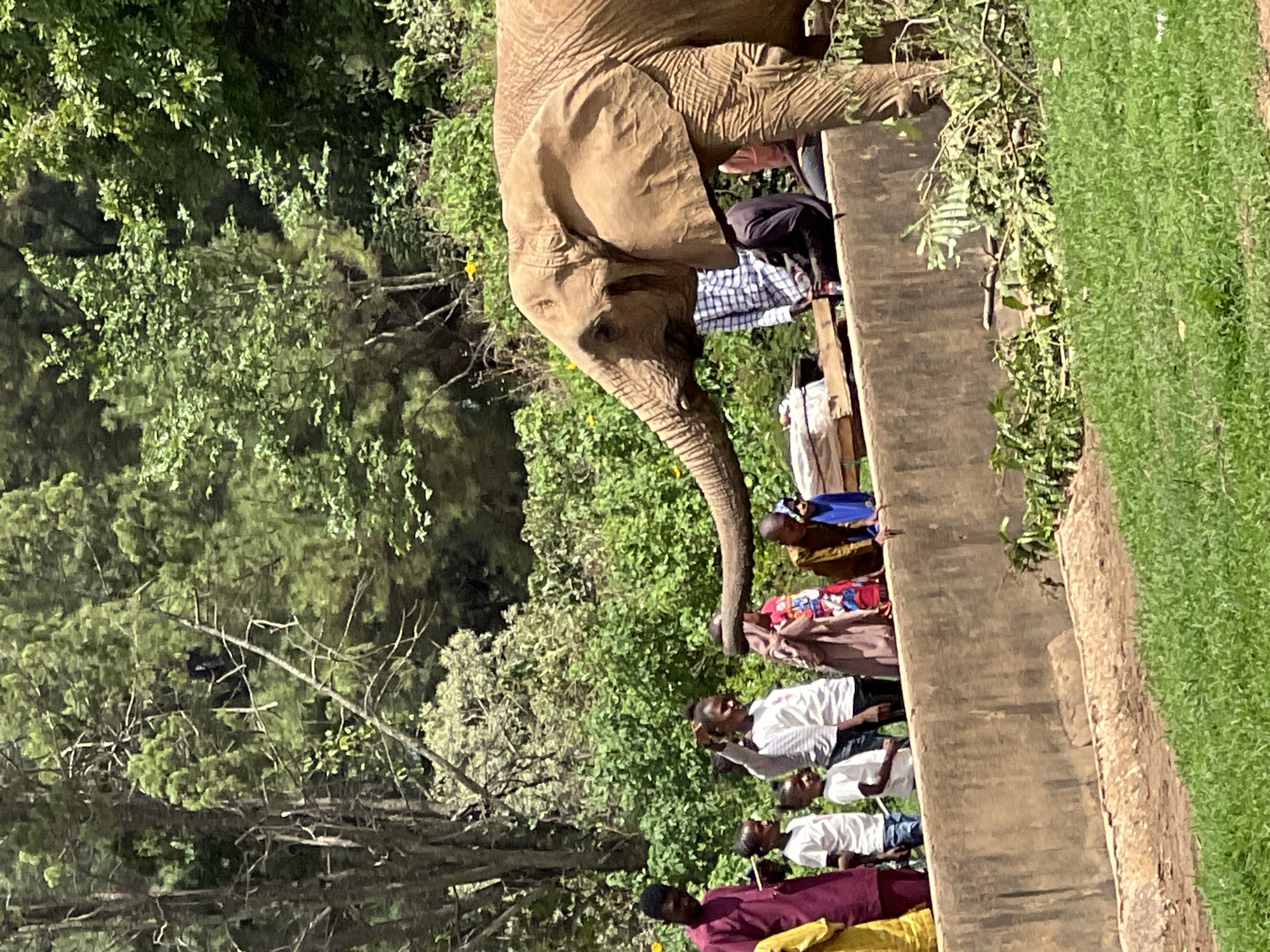 An elephant is standing next to a concrete structure where a group of people are standing. The surrounding area is green with trees and grass. The location is Jos, Nigeria.