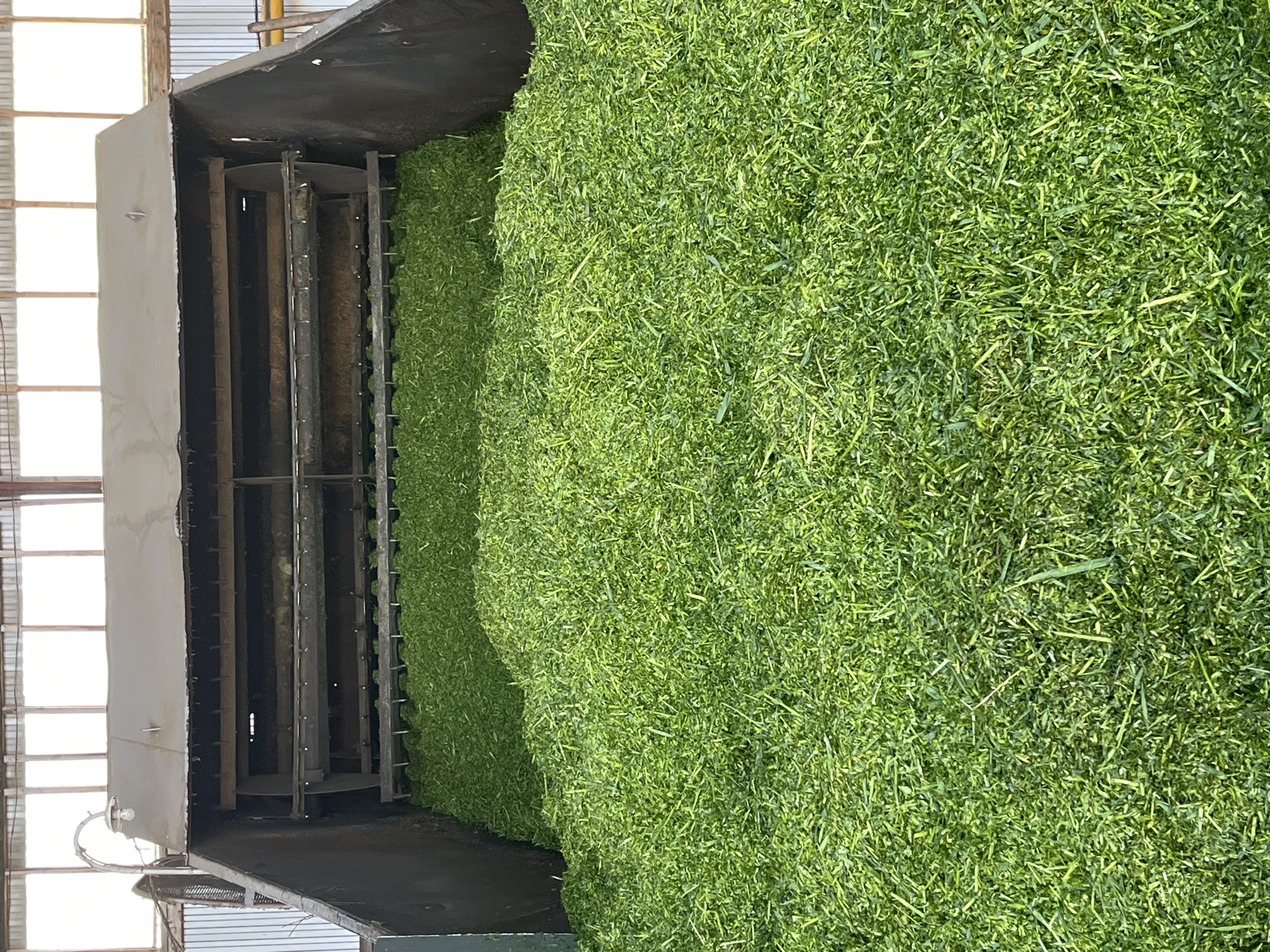 An image, oriented vertically, displays a large quantity of finely chopped green material, likely forage or silage, filling a substantial portion of the frame on the right side. The material has a uniform texture, consisting of short, bright green blades and pieces, suggesting it has been recently cut and processed.
To the left, partially visible, is a large piece of machinery, appearing to be an agricultural feeder, mixer, or storage unit. It has robust, dark metal walls and internal structures. Within the machine, several vertical, cylindrical or bar-like components are visible, which may be part of an auger, conveyor, or a beating mechanism designed to move or process the green material. These internal components appear to be made of dark metal.
The machine is housed within a building or covered structure. On the far left, bright light streams in through what appear to be large windows or open bays with vertical structural elements, indicating a daytime setting. The background behind the machine shows more of this bright, open space. No people are visible. There is no discernible activity taking place at the moment the photo was captured, but the setup suggests an ongoing process of handling agricultural feed. There is no visible text in the image.