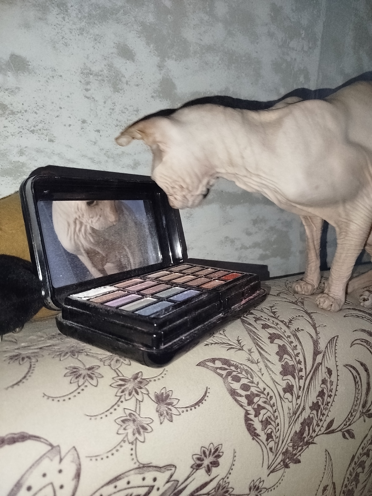 A hairless cat, likely a Sphynx breed, is positioned on a patterned sofa, leaning towards an open makeup compact. The compact contains multiple shades of eyeshadow and a mirror reflecting the cat's head and upper body. The background consists of a textured, light-colored wall. The scene is indoors, with no visible indications of an outdoor environment or specific city location like Zavodoukovsk, Russia.