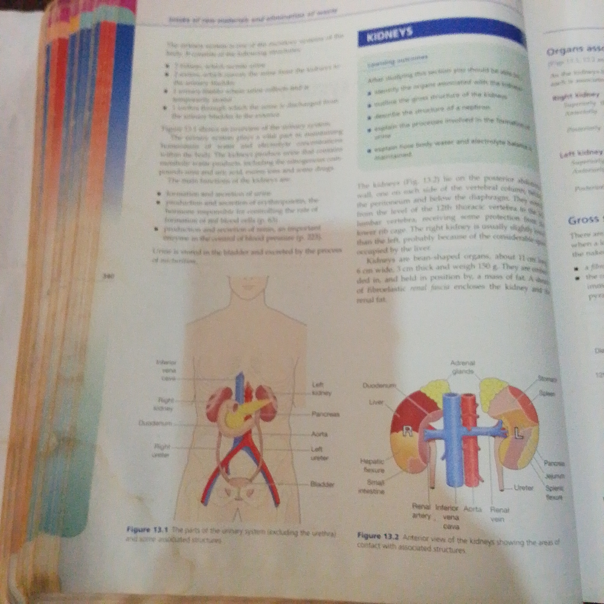 The image displays two diagrams related to the human urinary system and kidneys. The left diagram, labeled "Figure 13.1", shows a schematic representation of the urinary system within a human torso, including the kidneys, ureters, bladder, and associated blood vessels. The right diagram, labeled "Figure 13.2", presents an anterior view of the kidneys, highlighting their relationship with surrounding organs such as the adrenal glands, liver, duodenum, pancreas, spleen, and intestines. The text accompanying the diagrams discusses the structure and function of the kidneys and the urinary system.
There is no information in the image to suggest its location in Jalingo, Nigeria, or any other specific city. The content is purely anatomical and educational.