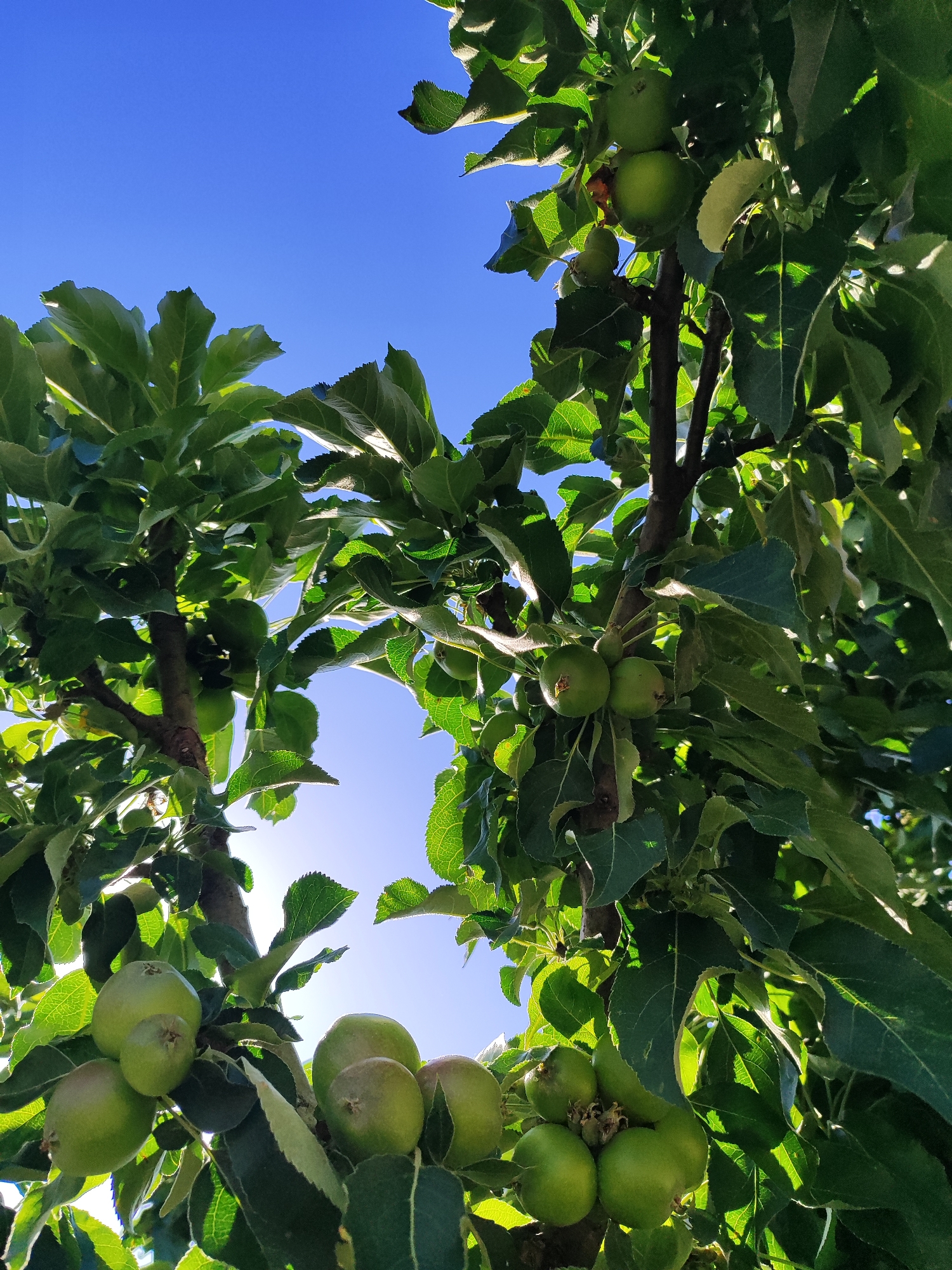The image shows a view looking up into the branches of an apple tree with several unripe, green apples visible. The leaves of the tree are also green, and the sky is a clear blue. The sunlight filters through the leaves creating bright and shaded areas. The location is unknown.