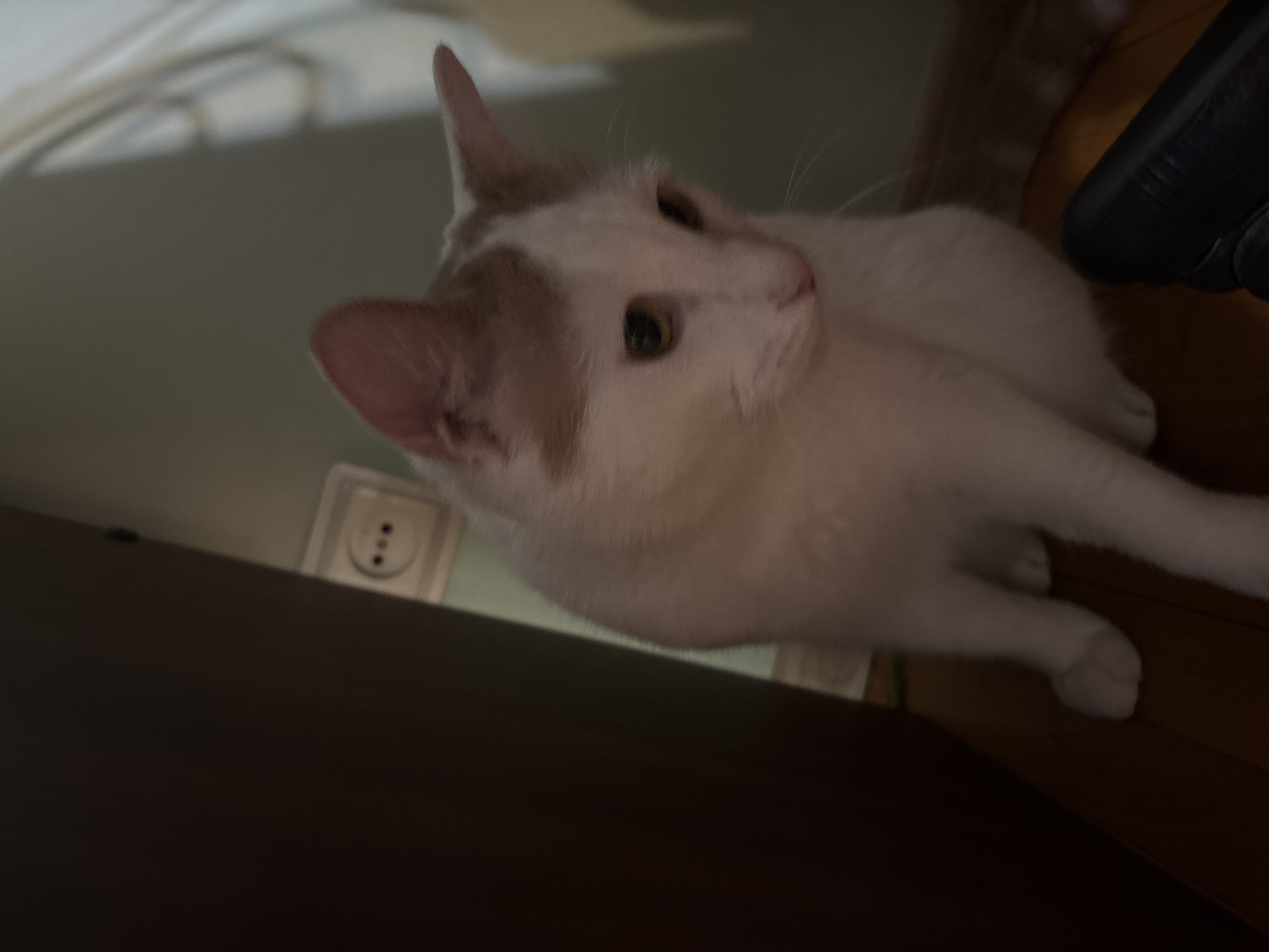 In an indoor setting, a white cat with light brown markings on its head sits on a wooden floor. The cat is facing slightly to the right and looking downwards. The background includes a dark brown surface on the left, a light green wall with a white electrical outlet, and a lighter, out-of-focus area on the right. Part of a black object is visible in the lower right corner of the image. The lighting is dim, casting shadows.