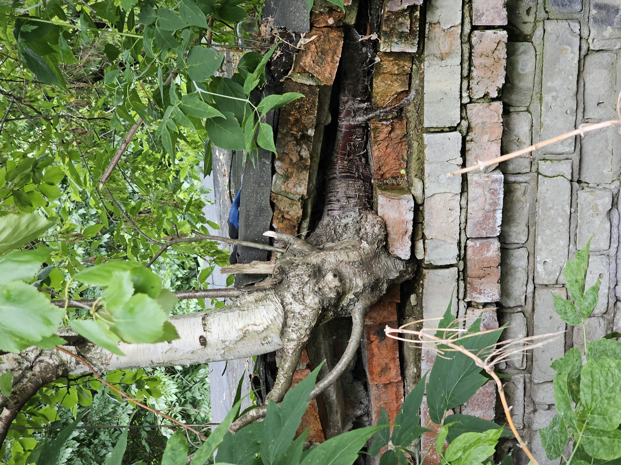 A tree trunk with white bark and green leaves grows out of a damaged brick wall. The wall is made of red and gray bricks, some of which are broken or missing. The tree has exposed roots that appear to be growing through the wall. Green foliage surrounds the tree and the wall. A blue object is visible on top of the wall, partially obscured by leaves. The background is filled with more green foliage.