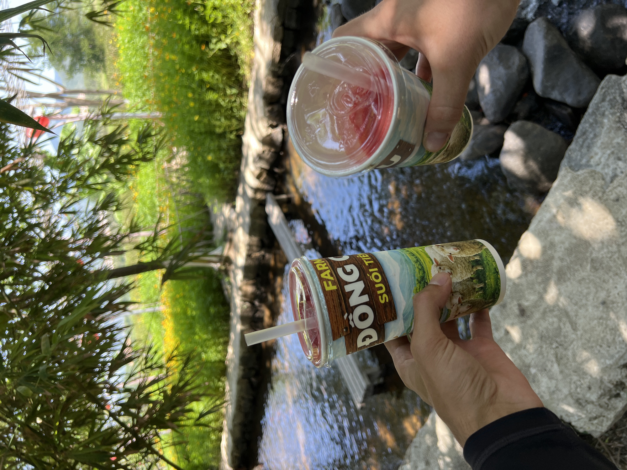 The image displays an outdoor scene in Nam Cam Ranh, Vietnam, observed from an elevated viewpoint looking towards a natural stream. In the foreground, two human hands are visible, each holding a clear-lidded disposable cup containing a red liquid with ice and a white straw. The left hand, partially covered by a black long-sleeved garment, holds a cup featuring a wooden panel design, the text "FARM ĐỒNG CỐI SUỐI TIÊN", and an illustration of several sheep in a green pasture. The right hand holds a similar cup, the design of which is largely obscured. Beneath the hands, a shallow stream with a rocky bed flows, its banks defined by irregularly shaped grey stones. In the midground, a narrow, light-colored flat structure, possibly a footbridge or stepping path, extends across the stream on the left side. The background consists of lush green vegetation; dense bamboo leaves hang from the upper left, while a field of green plants with numerous small yellow flowers occupies the center and right. Distant, indistinct light-colored structures and a hazy treeline or mountains are visible under a bright sky through the foliage. The scene is brightly lit by natural sunlight, casting shadows on the water and rocks.