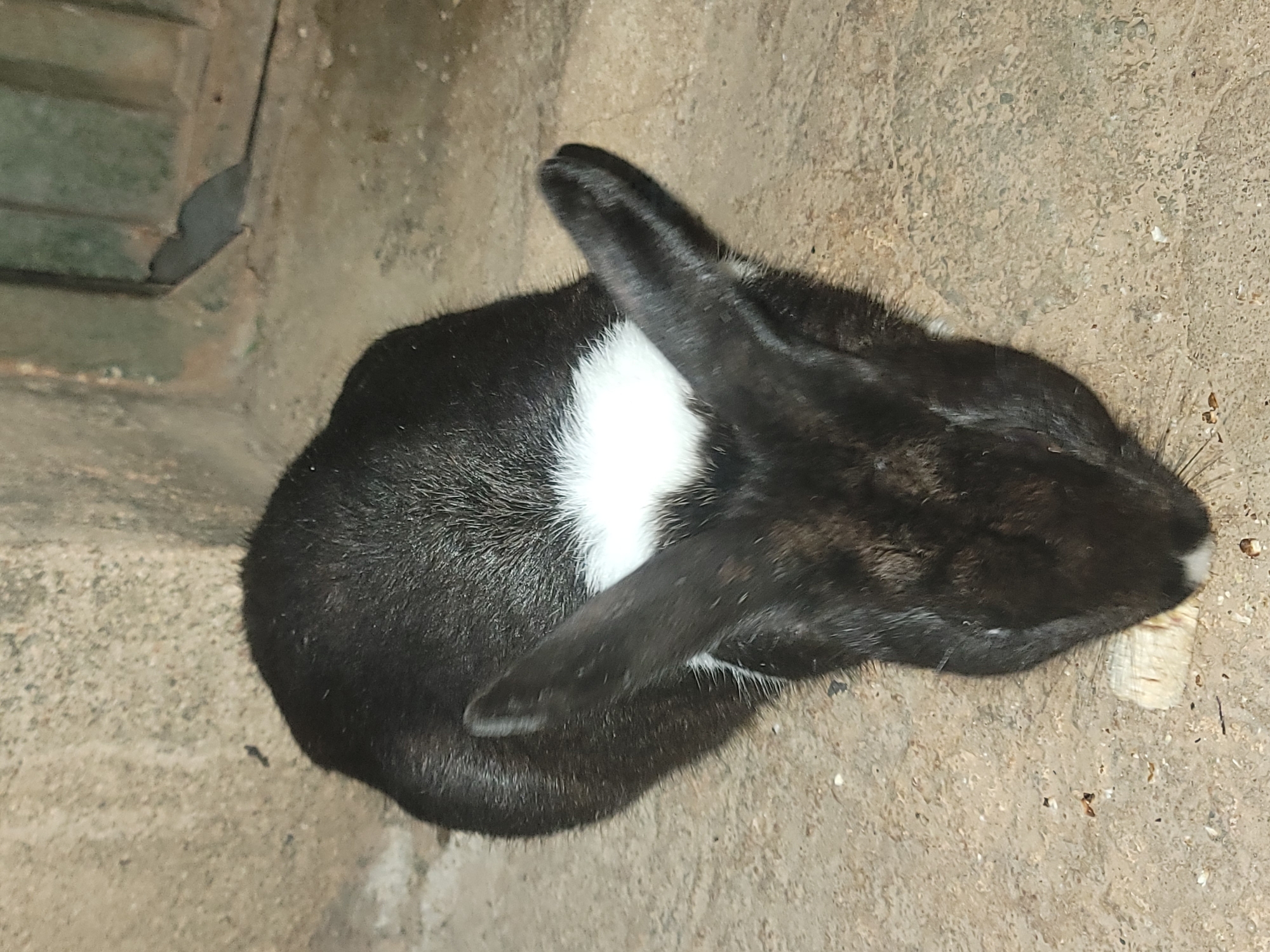 A black and white rabbit is seen from a high angle, facing down and to the right, with its head lowered to the ground. The rabbit has long ears, one of which is tilted to the side, and a white patch of fur on its chest. It appears to be eating something small and light-colored on the concrete floor. The background consists of rough concrete walls, suggesting an enclosed or outdoor space. The scene is dimly lit. The image does not provide any specific information about the city of Barakin Akawo, Nigeria.