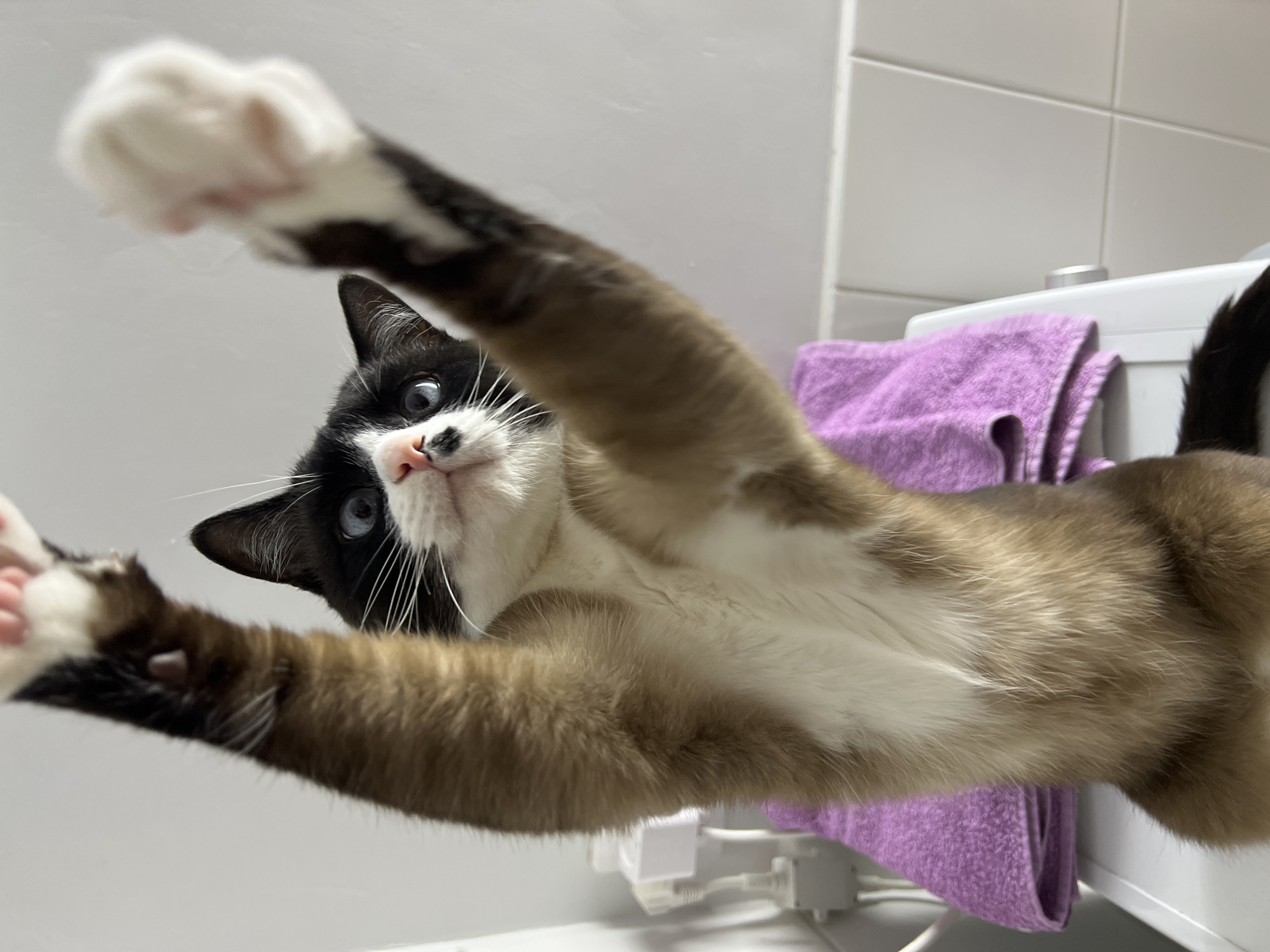 A cat with black and white facial markings and brown and white fur is extending both front paws towards the camera. The cat has blue eyes and a pink nose. The background includes a white tiled wall and a white appliance with a purple towel draped over it. The location is not discernible as Noviy, Russia.