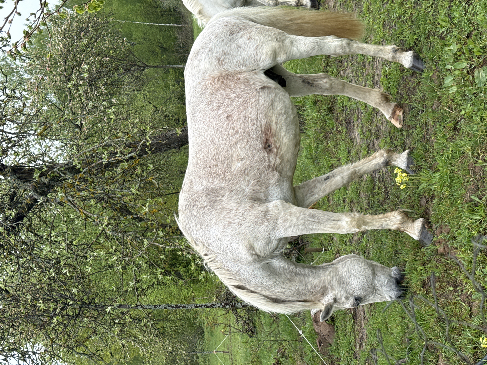 A white, dappled horse stands in a grassy field in Sapronovo, Russia. The horse appears to be grazing or browsing near a tree with budding leaves. A fence line is visible in the foreground.