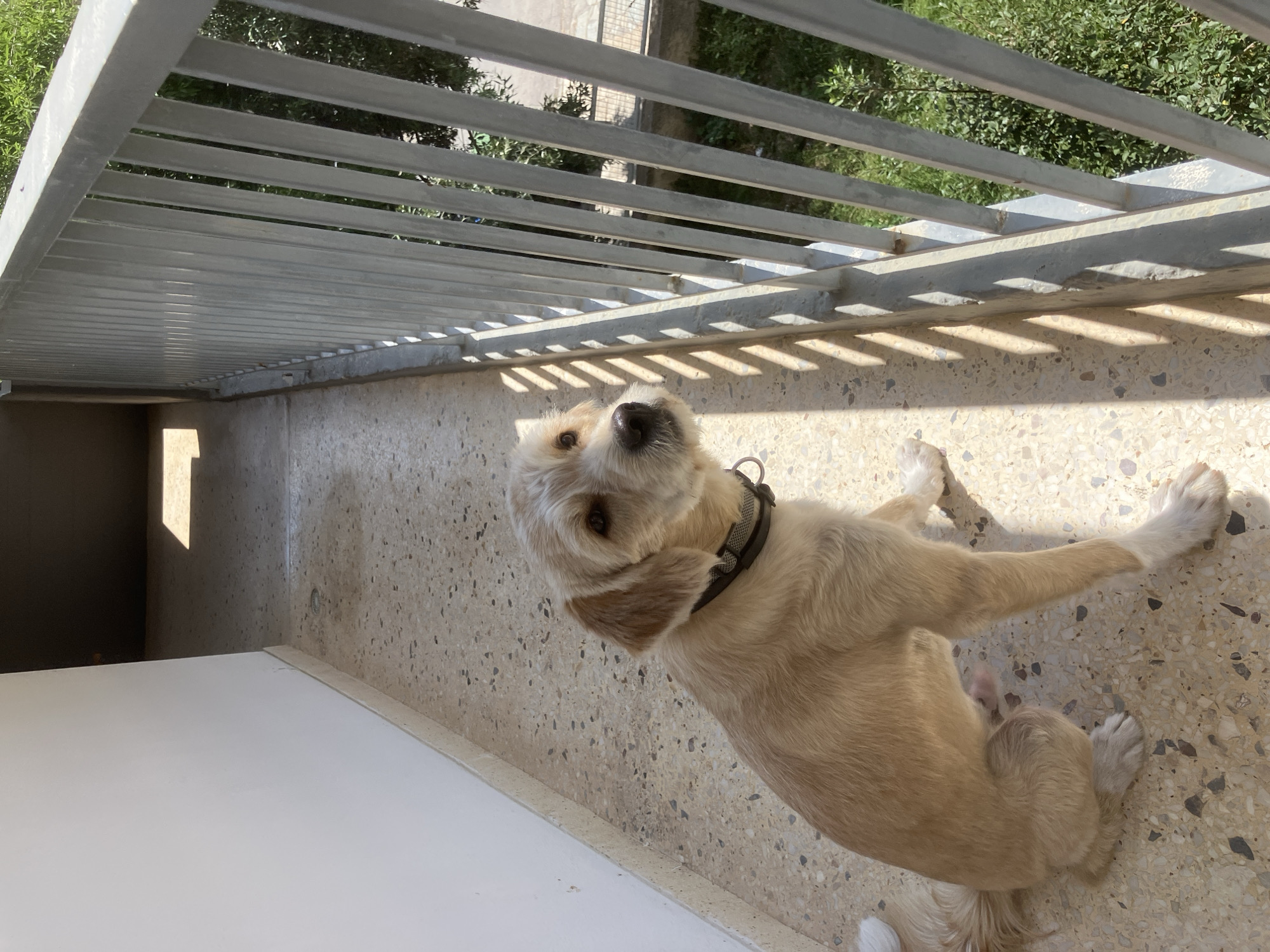A light-colored, shaggy-haired dog is the central subject of this outdoor scene, captured from a slightly elevated perspective on a balcony during bright daylight. The dog, which appears to be a terrier mix with sandy or light brown fur, has a dark nose and is wearing a dark collar. It is looking directly upwards towards the camera with an alert and curious expression, its eyes wide open.
The dog is positioned on a speckled, light-colored floor, resembling terrazzo or a similar aggregate surface. Distinct, parallel shadows cast by a metal balcony railing fall across the floor, indicating strong sunlight, likely in the morning or afternoon. The railing, composed of numerous horizontal metal bars, runs diagonally across the upper and right portions of the frame. Beyond the railing, a dense area of green foliage and trees is visible, suggesting an outdoor, possibly urban or suburban, environment.
To the left side of the frame, a clean white surface, possibly a low wall or furniture, provides a contrast to the textured floor and railing. A concrete wall and a shadowed corner are also visible in the background, hinting at the architectural elements surrounding the balcony. The bright and sunny weather emphasizes the textures of the dog's fur, the speckled floor, and the metallic railing. No visible text is present in the image.