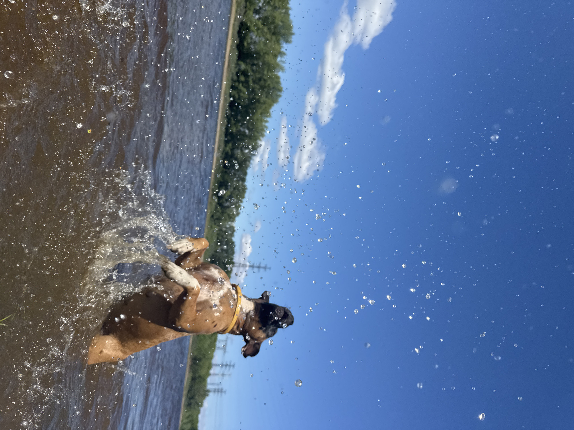 A brown and white boxer dog is mid-jump in a body of water, its front paws are raised above the surface, creating a large splash. Water droplets are visible suspended in the air and the blue sky above. In the background, a line of green trees separates the water from a distant shore, and a few power lines are visible. The scene appears to be a sunny day, with white clouds scattered across the sky. The location is the Kama River in Chaikovsky, Russia.