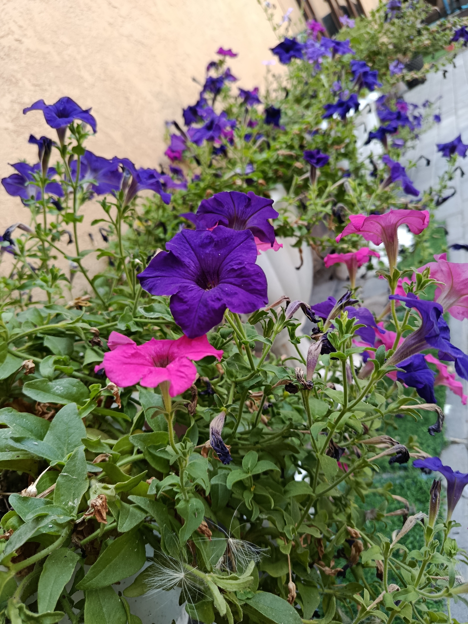 A close-up, eye-level shot captures a dense cluster of petunia flowers in varying shades of purple and pink, interspersed with green foliage and some dried, brown leaves. The flowers are in different stages of bloom, with some fully open and others still budded. The background is softly blurred, revealing a textured, light-colored wall on the left and a light-colored tiled surface on the right, suggesting an outdoor urban setting. The lighting suggests it is daytime, and the overall impression is one of abundant, vibrant growth. The location is specified as an urban setting in the city of Karasu, Kazakhstan.