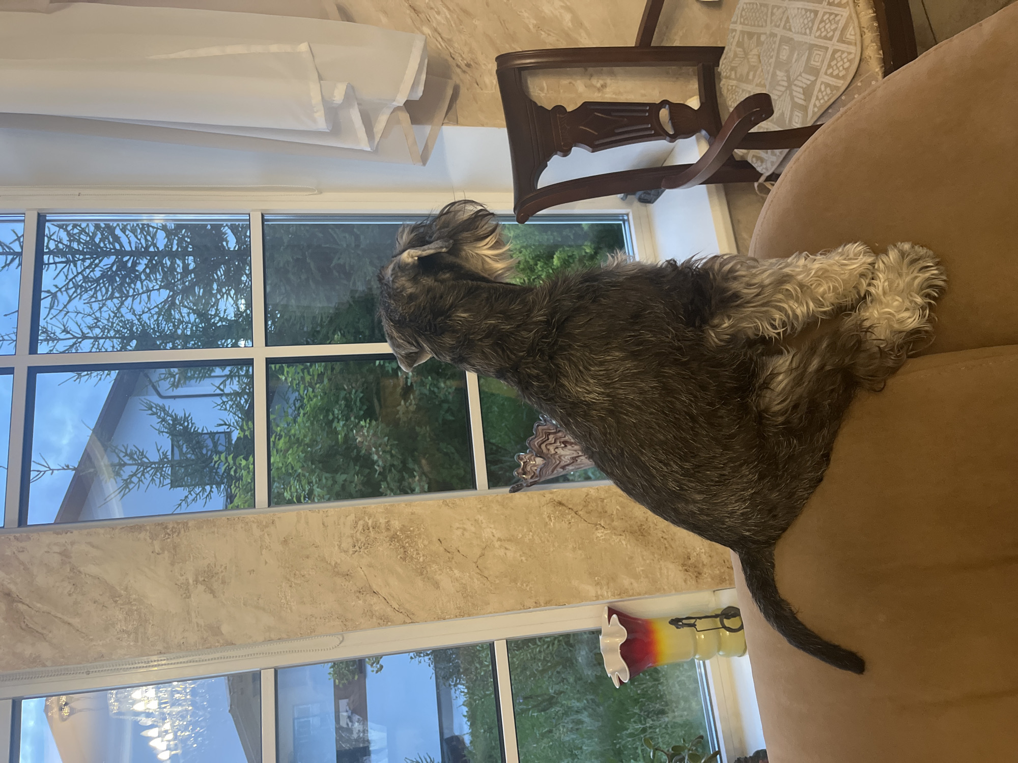 A medium shot captures a Miniature Schnauzer dog, seen in profile from the rear, sitting on a light brown upholstered couch. The dog is facing a large window with multiple panes that looks out onto a backyard with trees and a building. The dog has dark grey and white fur and a bushy beard and eyebrows. Its tail is short and black. In the foreground, the dog's front paws are visible, resting on the couch cushion, their curly fur a lighter shade of blonde. To the right of the dog, a wooden chair with a patterned cushion is partially visible. To the left of the dog, a colorful vase with a red, yellow, and white gradient is placed on a windowsill. The window frames a view of a cloudy sky and lush green trees. Reflections of a chandelier and a house are visible in the glass. The wall behind the window is decorated with a marble-effect wallpaper. The overall scene is an indoor setting looking out onto a natural environment, suggesting a residential location. There is no indication of the location being in Vladimirovka, Russia.
