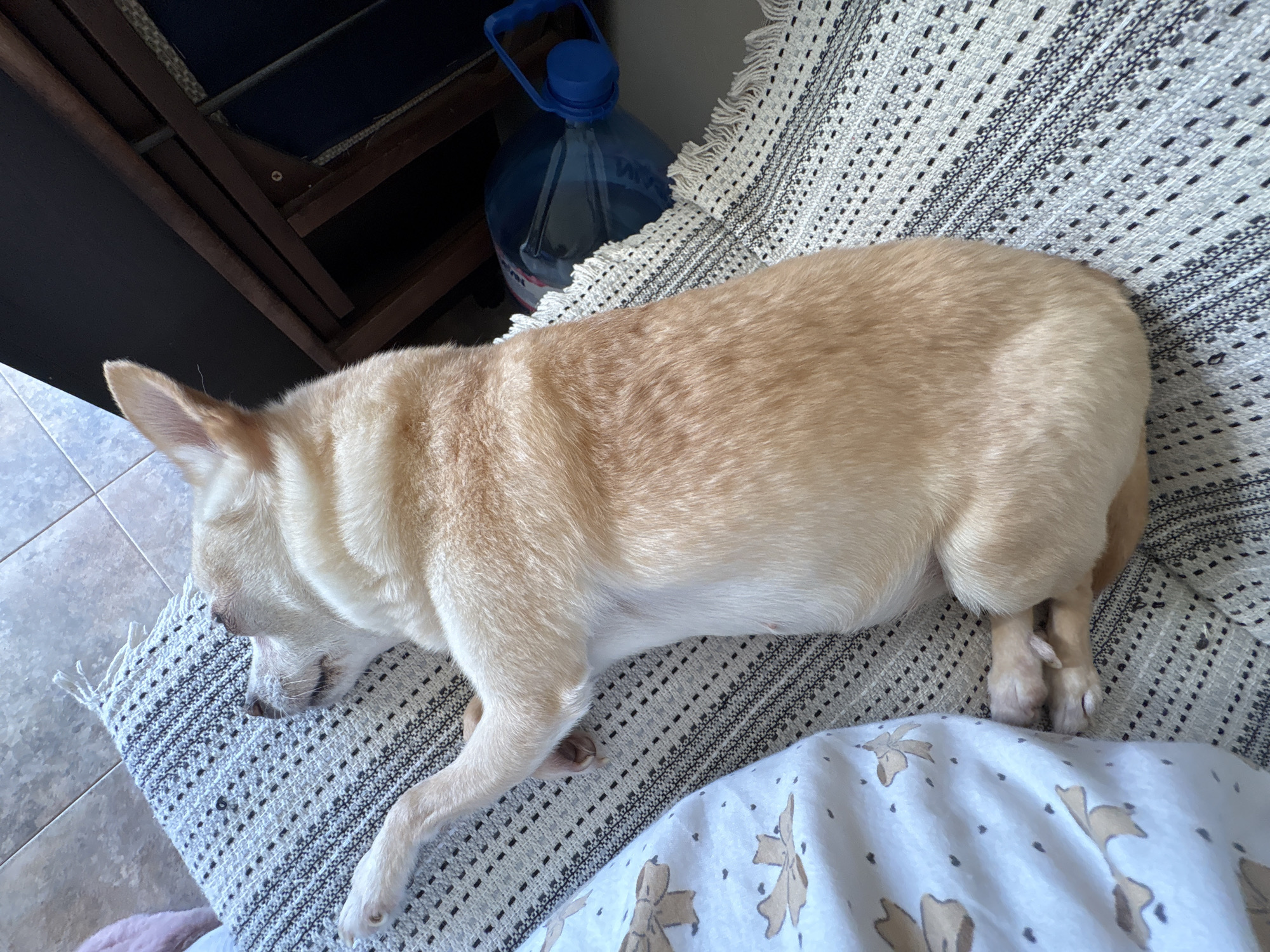 A light-colored dog is sleeping on a patterned rug. The dog is lying on its side with its eyes closed. Its front paw is extended forward. To the left of the dog is a white cloth with a pattern of brown bows and dots. To the right of the dog, partially visible, is a dark wooden table and a large clear plastic bottle with a blue cap and handle. The floor tiles are visible in the background. There is no information about the location in Vratsa, Bulgaria.