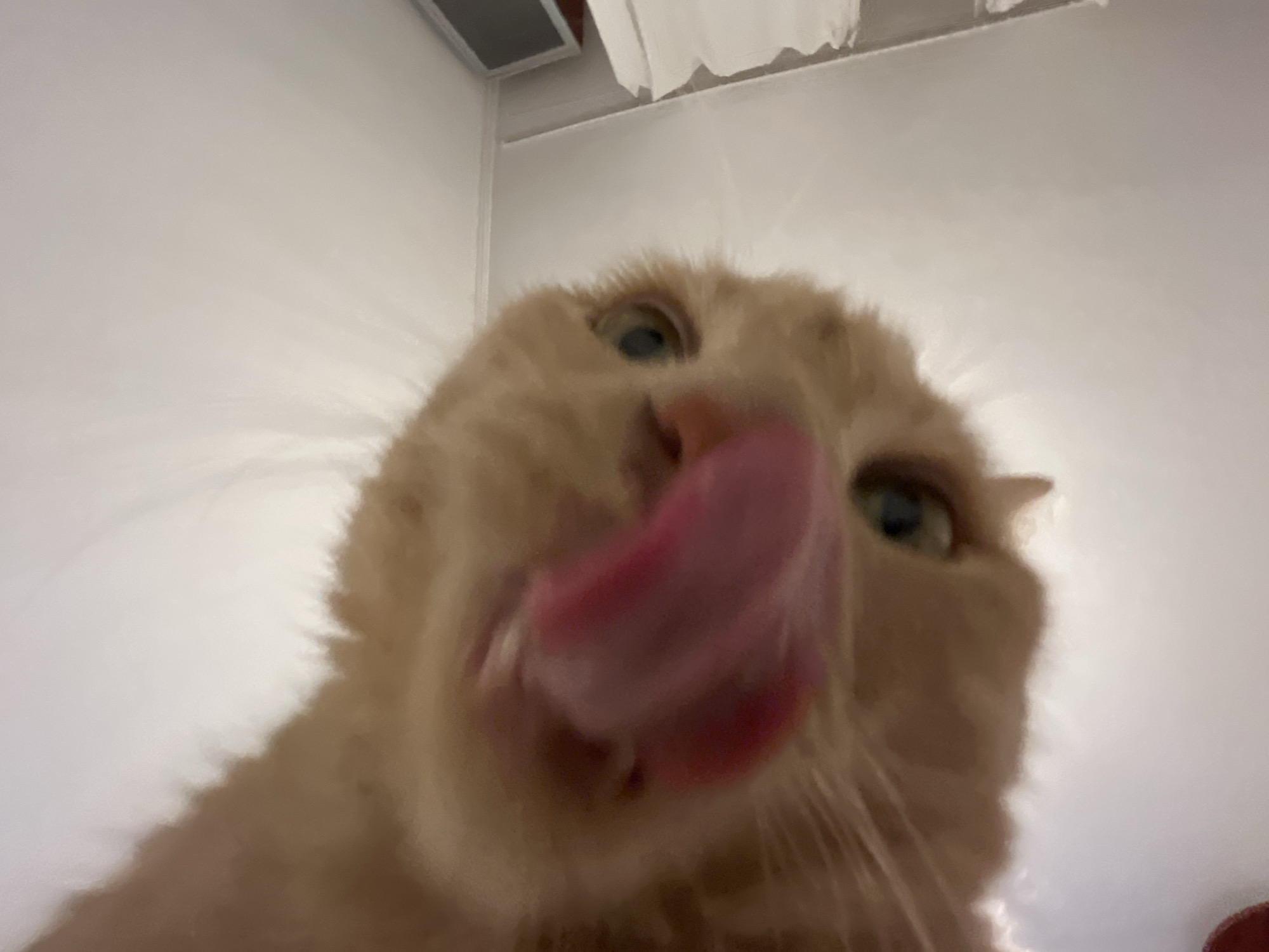 A close-up, low-angle shot captures an orange cat's face, its pink tongue extended as if licking. The cat's eyes are open, with one appearing slightly larger than the other due to the perspective. The background is a light-colored, out-of-focus surface, possibly a wall or ceiling, with a hint of a white sheet or curtain visible on the left. A dark rectangular object, possibly a monitor or screen, is partially visible in the lower left corner. The image is set in an indoor environment with no discernible urban landmarks, suggesting the location is Unknown, Unknown.
