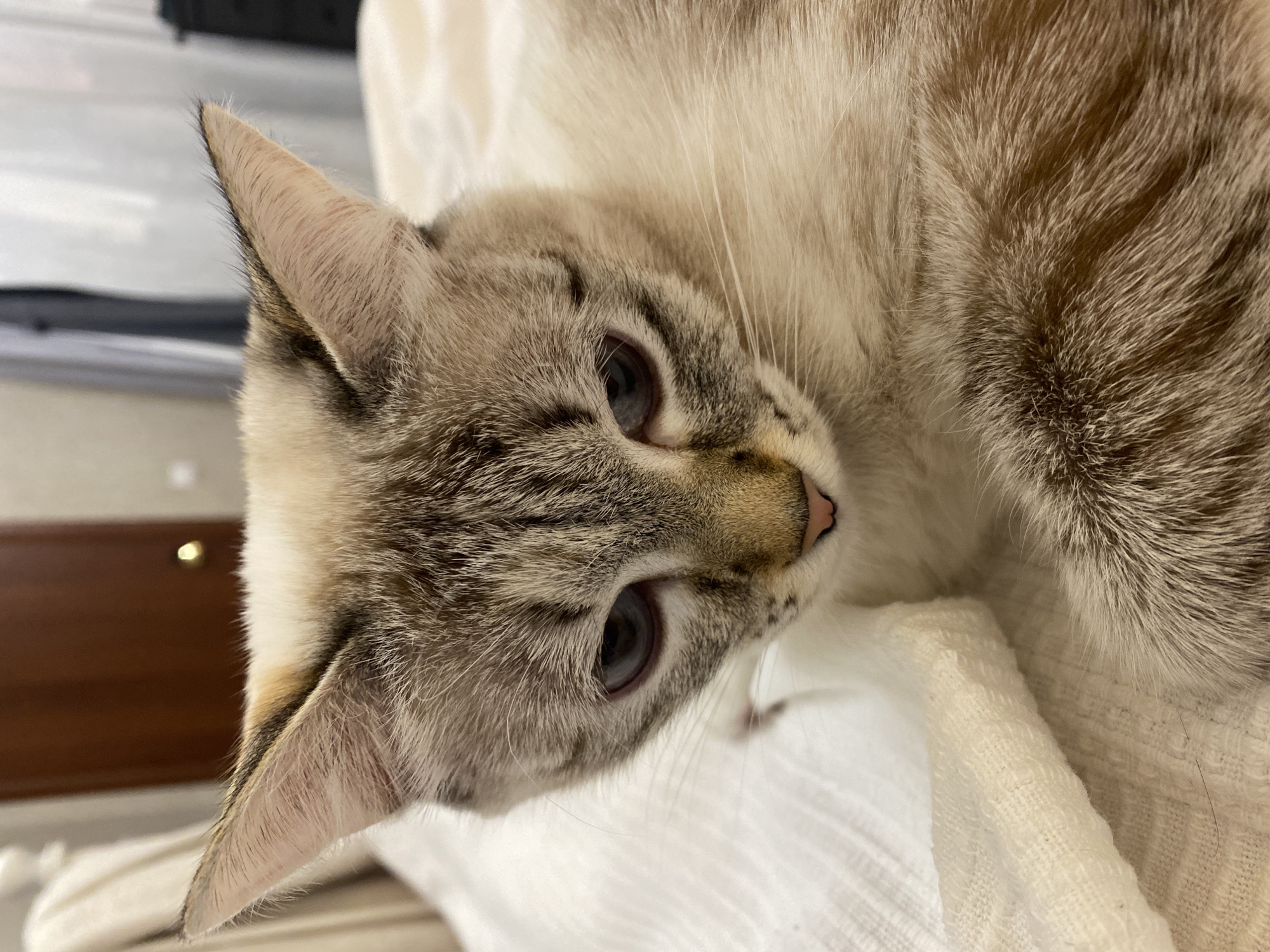 A close-up, high-angle shot captures a domestic cat lying on a white, textured fabric, likely a bed or blanket. The cat, appearing to be a Lynx Point Siamese or similar tabby point breed, has distinctive cream-white fur with light brown tabby stripes and darker points on its face and ears. Its striking light blue eyes are wide open, gazing towards the right side of the frame with a curious or calm expression.
The cat's head is tilted, showing its pointed ears with darker tips and lighter fur inside. Its nose is a soft pinkish-brown. Visible whiskers extend from its muzzle. The fur on its body, partially visible, also displays the characteristic tabby patterns.
The background consists primarily of the soft, white fabric. In the upper left portion of the main image, a blurred dark object is visible, possibly furniture. The lighting is soft and natural, highlighting the texture of the cat's fur and the surrounding fabric. The overall mood is serene and peaceful.
There is no visible text in the image. The image does not contain any specific visual cues to indicate the stated location of Yekaterinburg, Russia.
