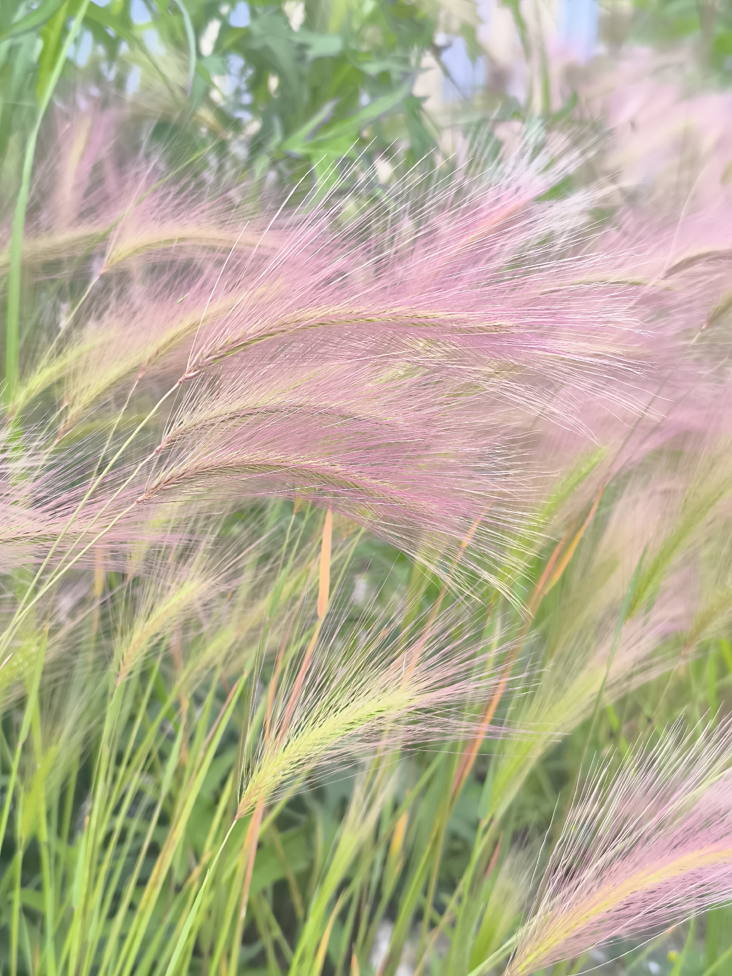 This is a close-up, shallow depth of field photograph of ornamental grass with fluffy, feathery seed heads, predominantly in shades of pink and light green. The grass is swaying, creating a soft, blurred effect, especially in the background. The scene suggests an outdoor environment, possibly a garden or park, with the hint of green foliage and a light blue sky in the upper portion of the image. The image appears to be taken in Nakhodka, Russia, given the context provided. There are no people or specific actions depicted in the photograph. The focus is entirely on the delicate textures and colors of the grass.
