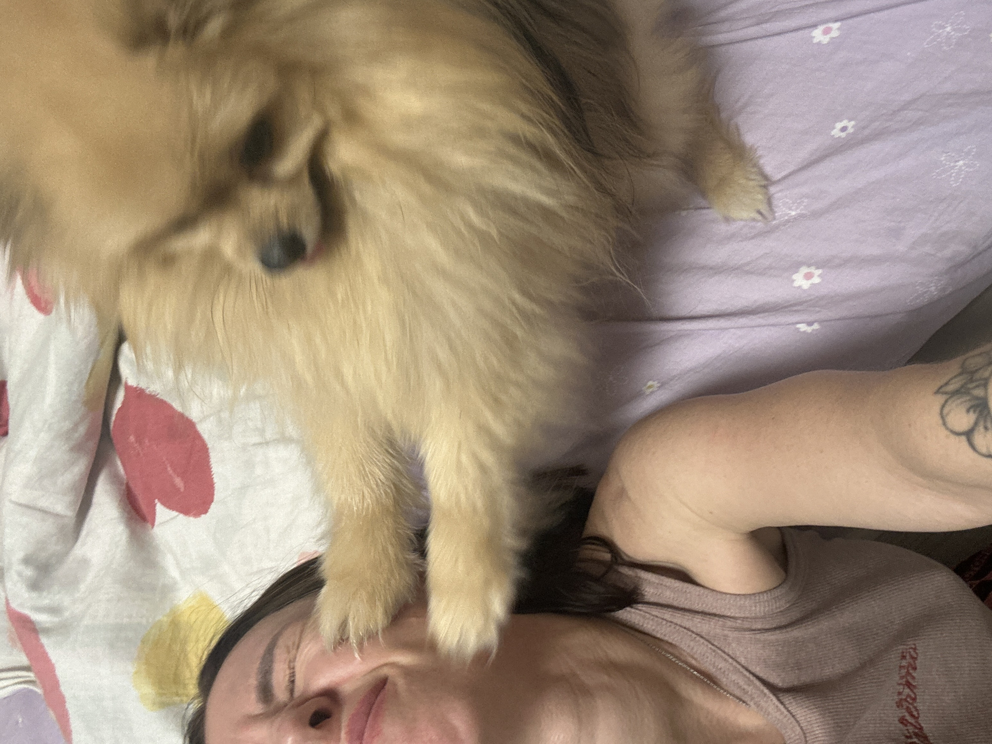 A woman is lying on a bed with a floral patterned bedsheet, and a Pomeranian dog is standing on her forehead. The woman is wearing a pinkish-brown shirt and has a tattoo on her arm. The bedsheet has a mixed floral pattern with pink, red, white, and yellow colors. The location is not discernible from the image.