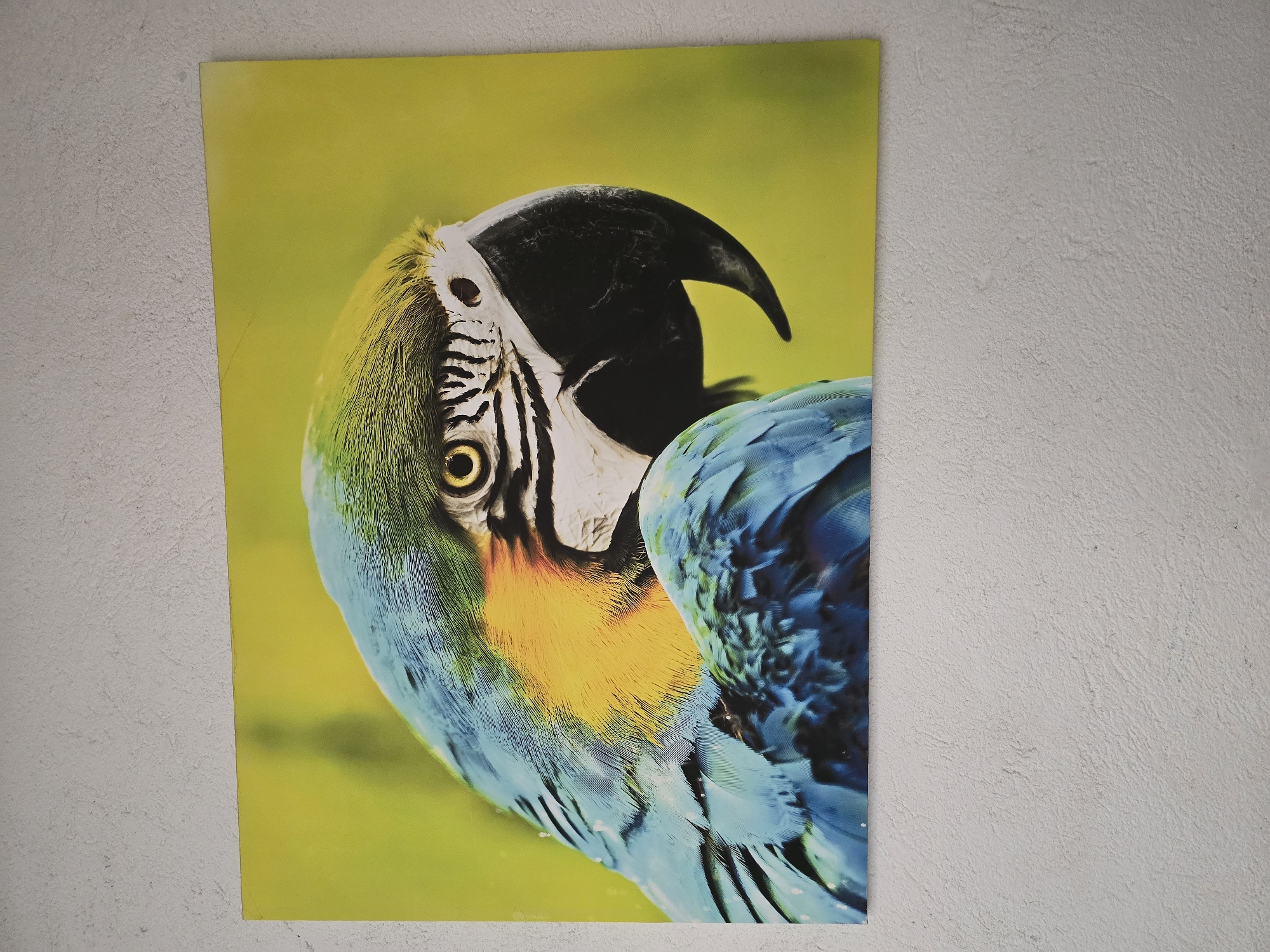 A close-up image of a poster featuring a blue and yellow macaw is affixed to a light grey wall. The poster's background is a solid yellow color. The macaw's head is turned toward the viewer, displaying its prominent beak and detailed feather patterns. The wall appears to have a slightly textured surface. The image location is Unknown, Unknown.