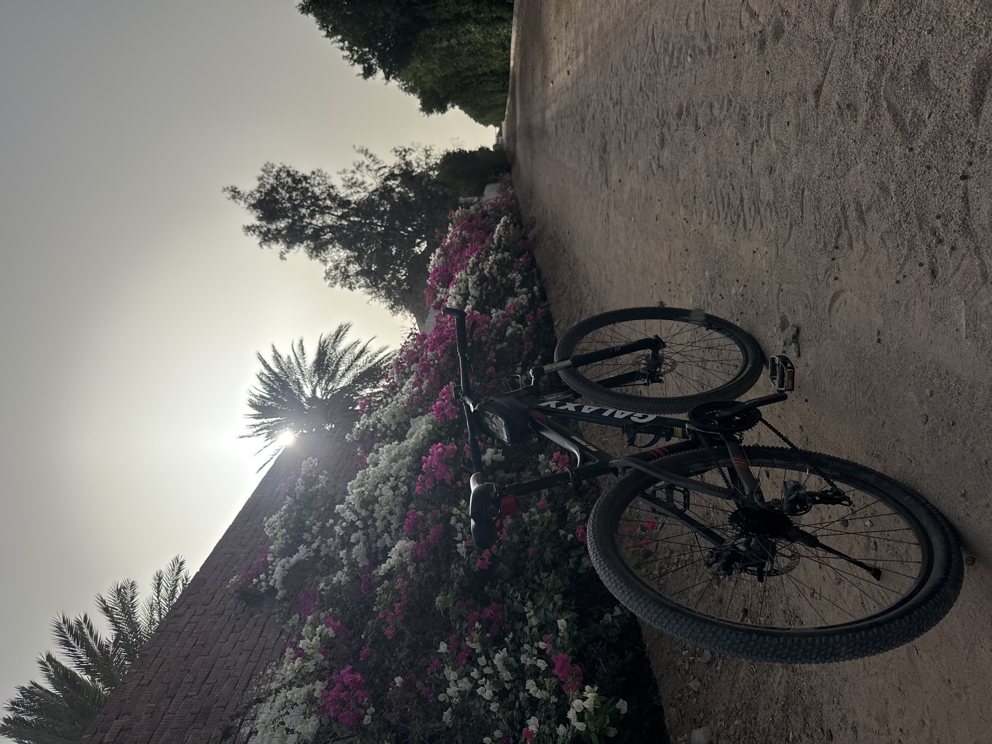 The image shows a bicycle lying on its side on a sandy or dirt road. A wall covered with white and pink flowers is to the left of the bicycle. Palm trees and other trees are visible near the wall, with the sun shining behind the palm trees. The location is Unknown, Unknown.