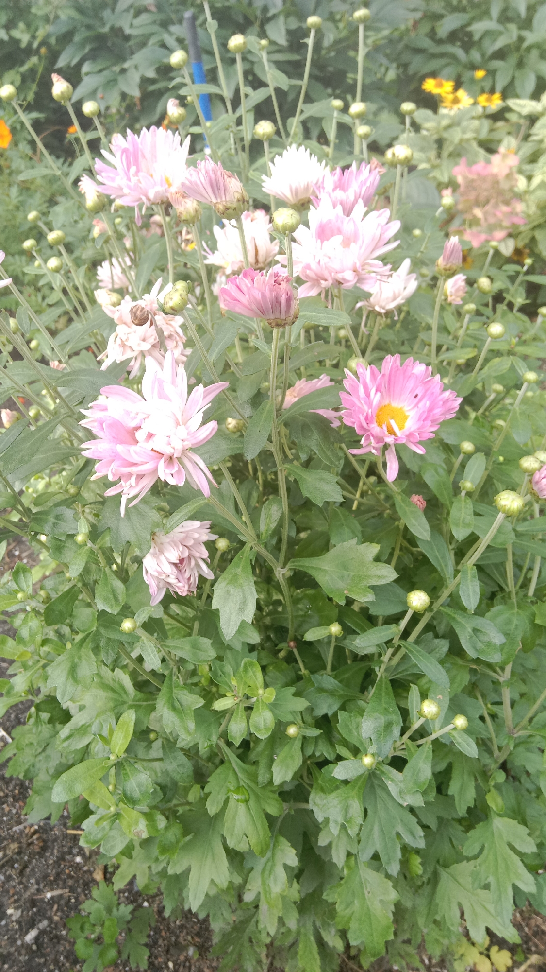 This is a close-up, vertical, eye-level, outdoor photograph of pink chrysanthemums in bloom, with their green leaves and buds. In the background, out-of-focus, are hints of other flowers in yellow and pink, and foliage. A blue marker pen is visible amongst the flowers. The scene is likely a garden. The location is identified as Petropavl, Kazakhstan.