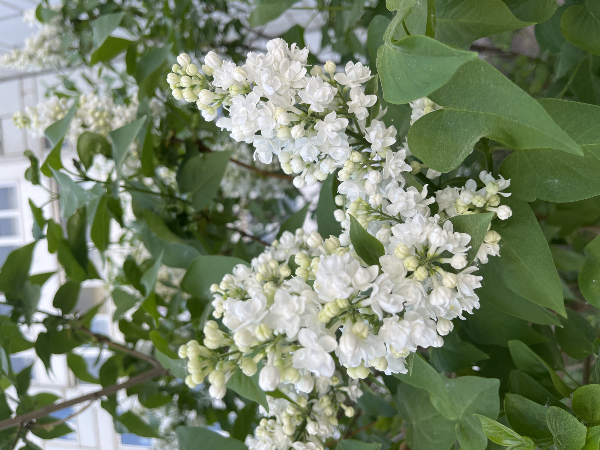The image shows white lilac flowers in bloom, surrounded by green leaves. The flowers are clustered together in dense bunches. A building is visible in the background on the left side of the image. The location is likely Chaikovsky, Russia.