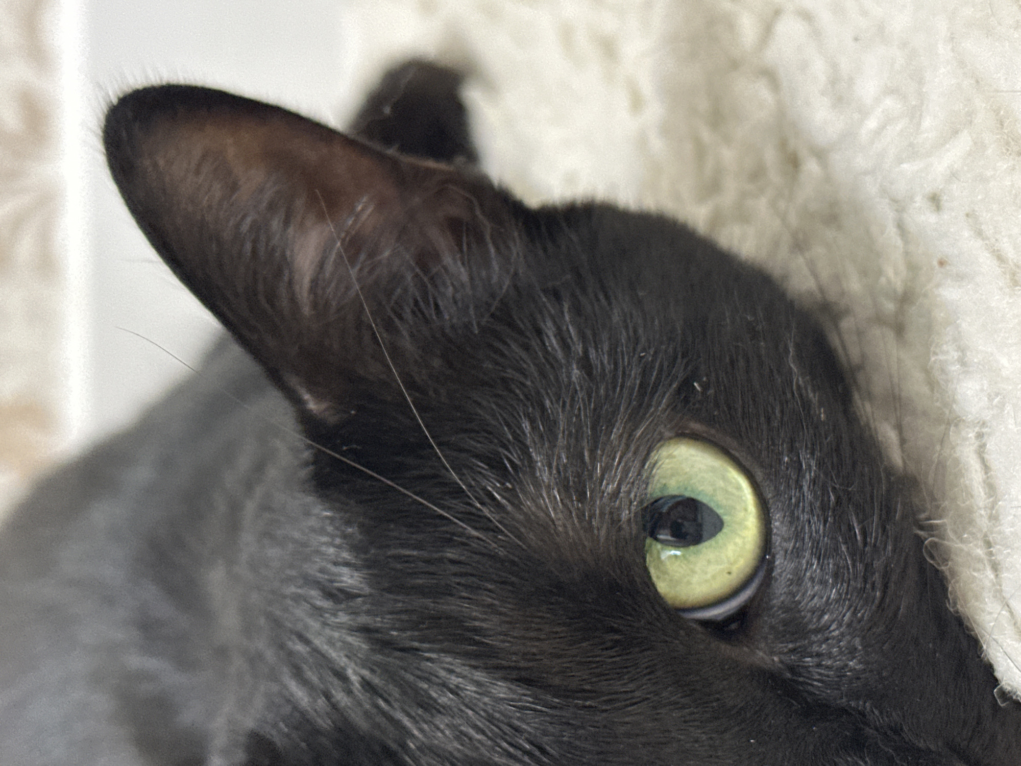 A close-up image depicts the head of a black cat, featuring a prominent ear and a single, light-green eye. The cat's fur appears sleek and dense. The background is blurred, suggesting a soft, textured surface. The location is Unknown, Unknown.