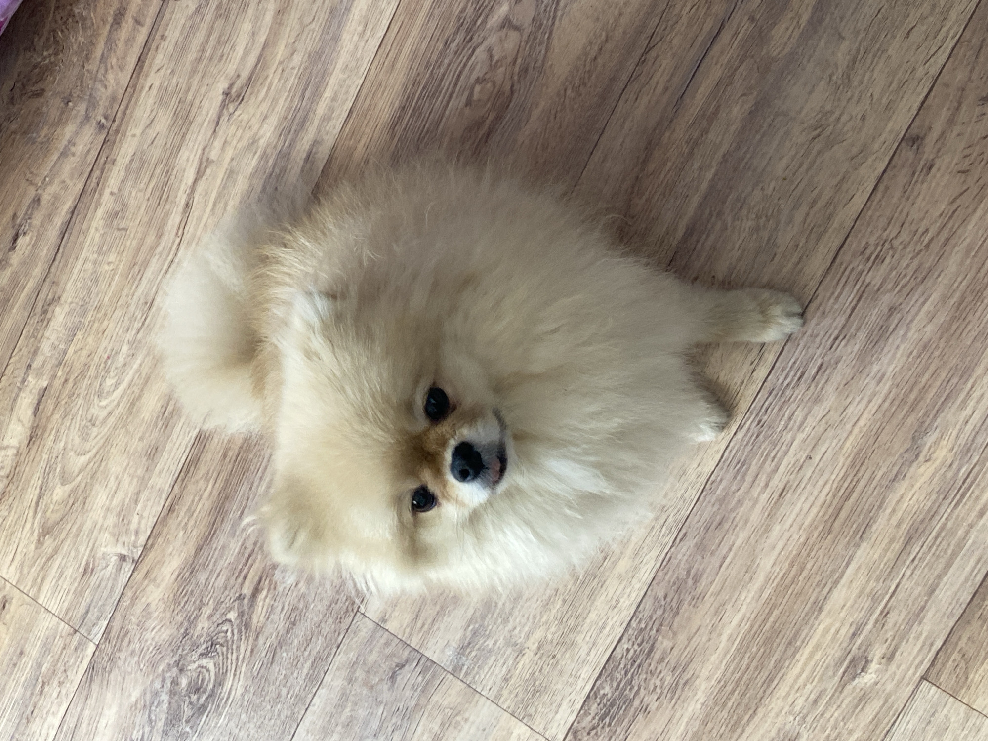 A high-angle shot captures a small, fluffy dog lying on a wooden floor. The dog, a cream-colored Pomeranian or similar breed, is positioned centrally, looking up towards the camera. Its voluminous, light-colored fur covers most of its body, with one front paw subtly extended to the right. The dog's head is tilted, and its dark, round eyes are fixed on the viewer, conveying an attentive and perhaps curious expression. Its small black nose and a hint of its tongue are visible.
The setting is an indoor space with a light brown wooden floor. The floorboards are arranged diagonally, displaying prominent wood grain patterns and visible seams between the planks. The lighting is even, highlighting the soft texture of the dog's fur and the detailed grain of the wooden surface. There are no other subjects, objects, or discernible text in the image.