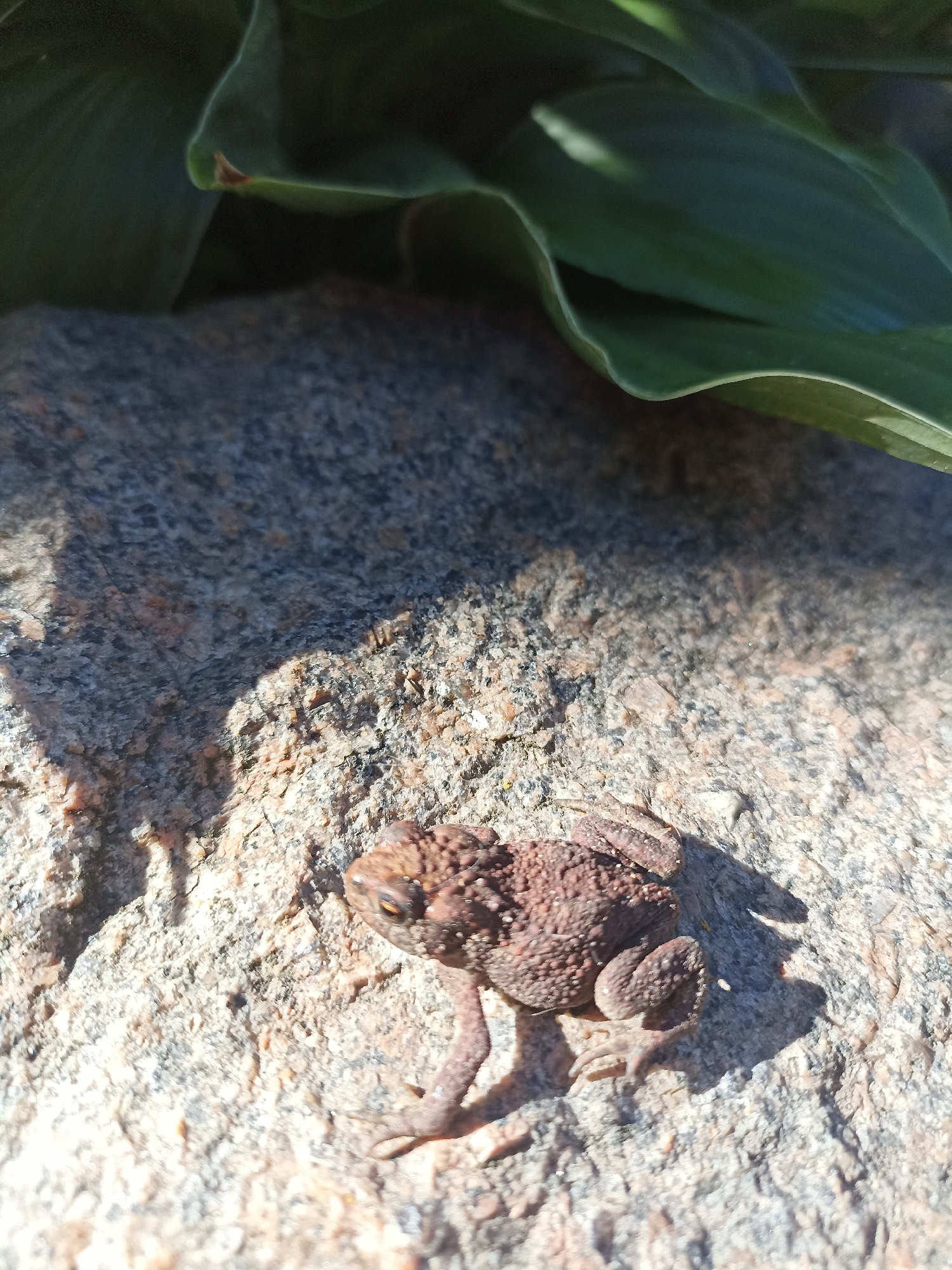 A small, brown toad is positioned on a speckled, greyish-pink granite rock. The toad is facing to the left, with its right eye visible. Its skin appears textured and bumpy. Lush green leaves overhang from the top left of the frame, casting a shadow on the rock and the toad. The environment suggests an outdoor setting, possibly a garden or natural area. No specific location within the city of Mochische, Russia, can be determined from the image.